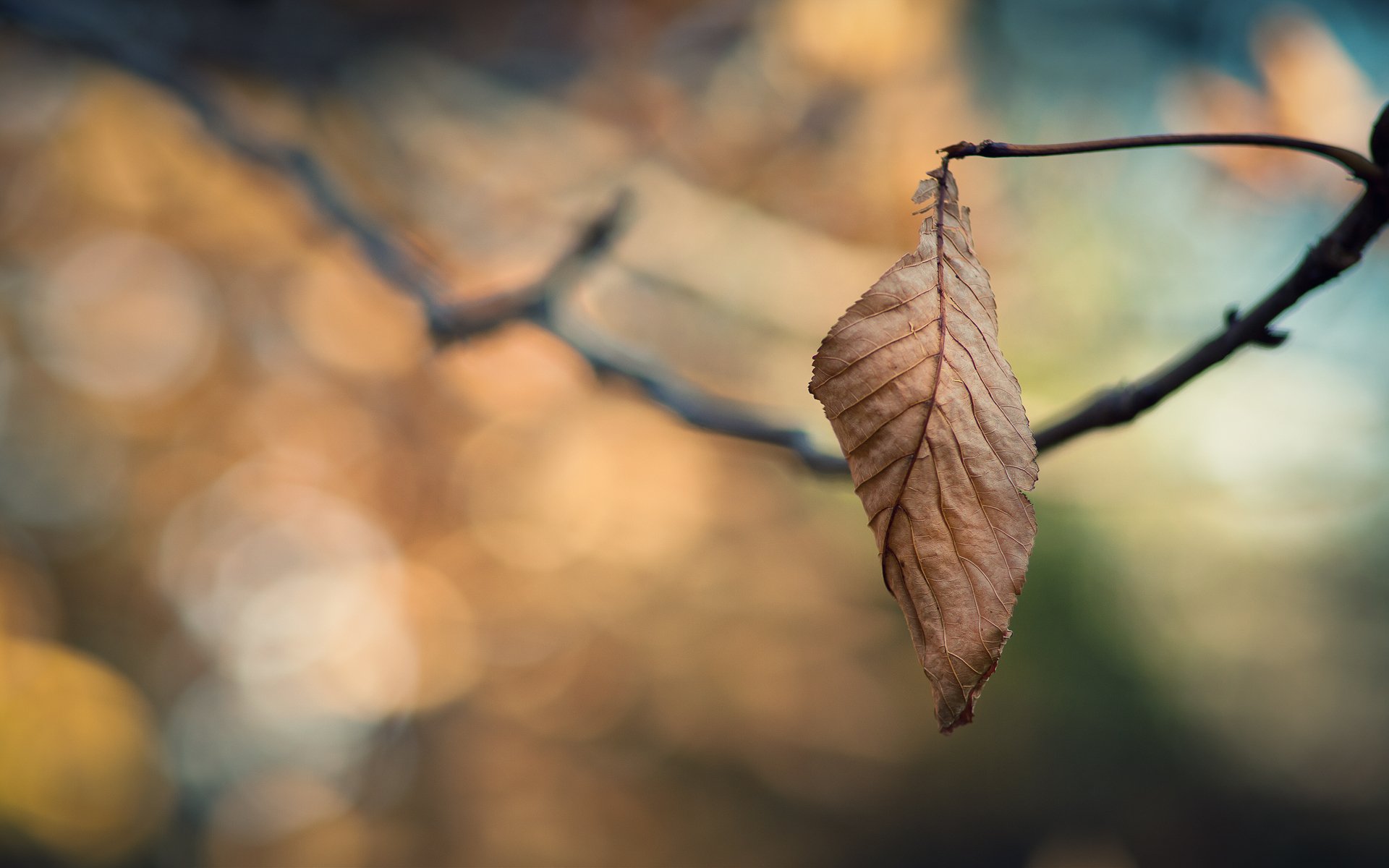 bokeh wallpaper macro wallpaper leaf wallpaper leaves wallpaper branch branches branches tree autumn autumn wallpaper cold focus loneliness sadness desktop wallpaper desktop wallpaper best desktop wallpapers desktop screensavers shi