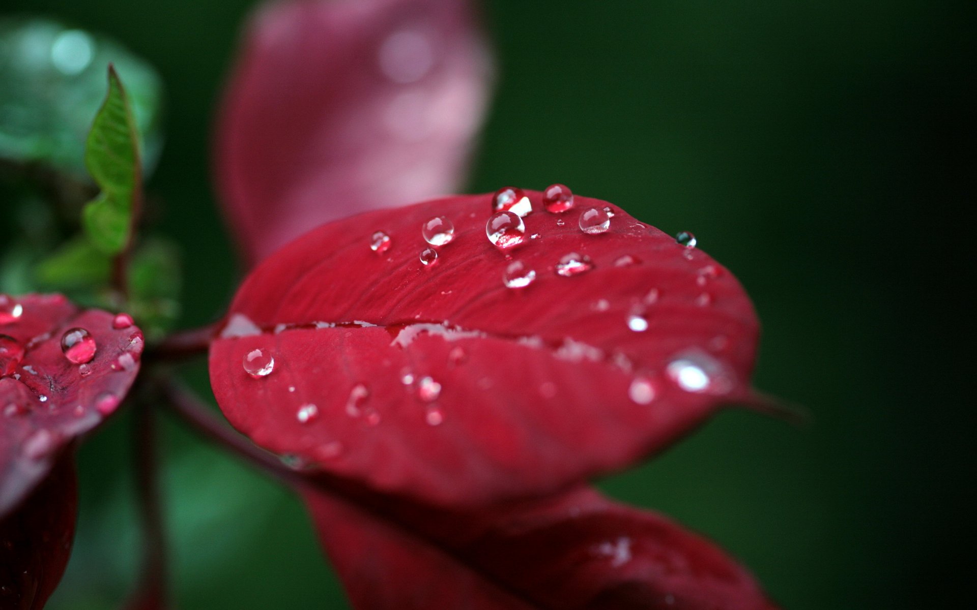 feuilles gouttes macro