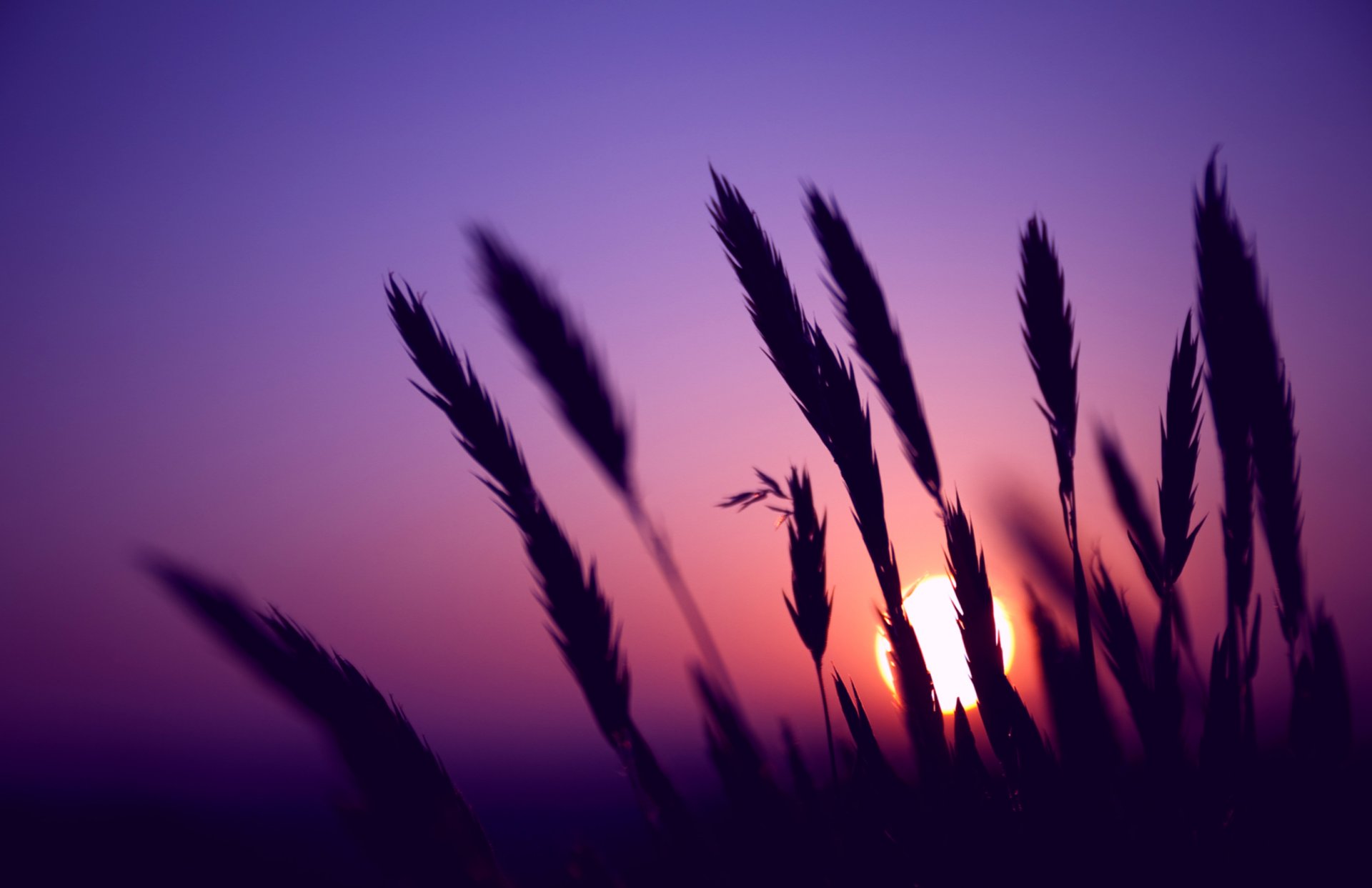 night ears spikes the field sun sunset lilac sky close up blur