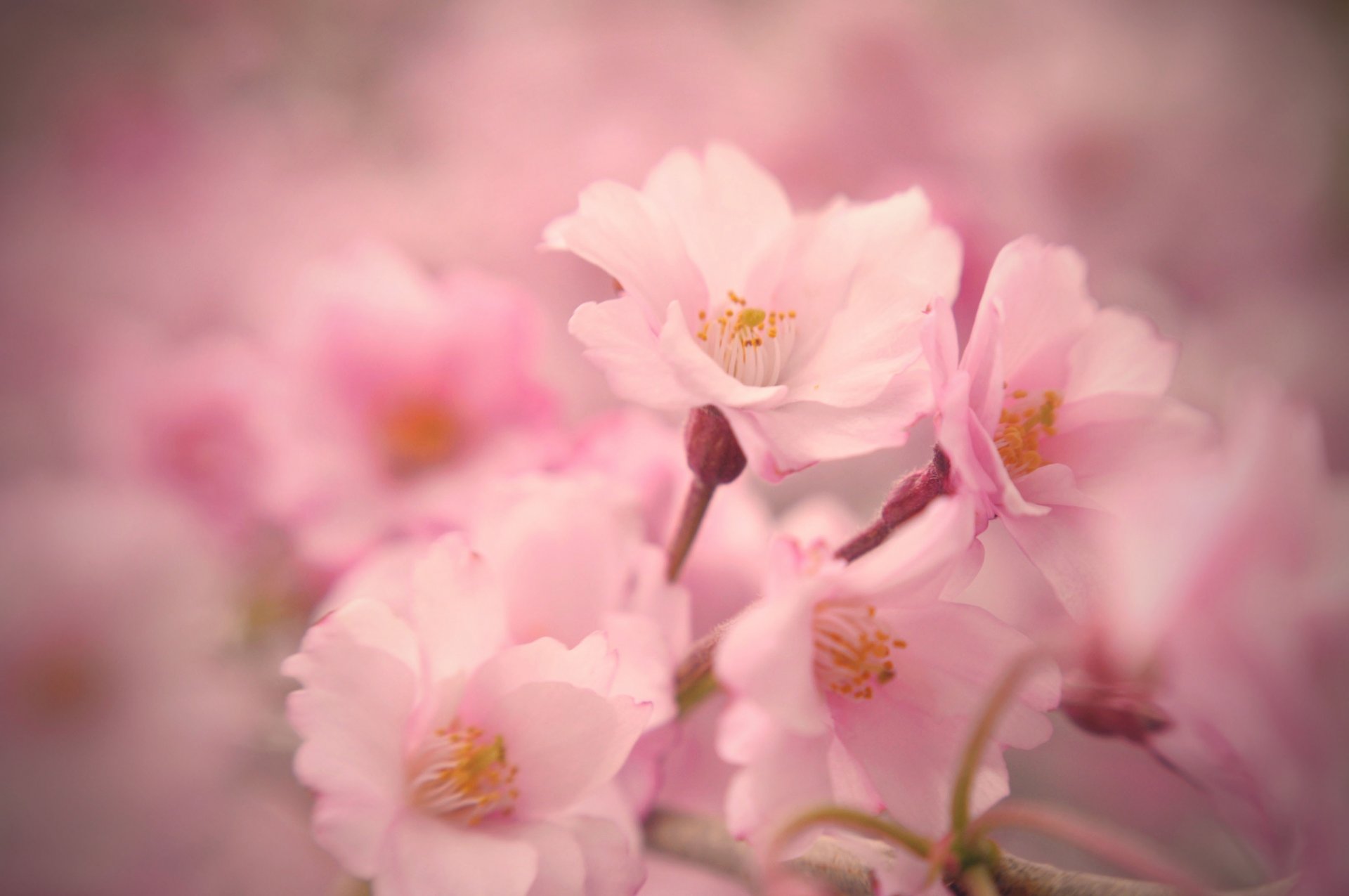 akura flower pink bloom spring tender close up