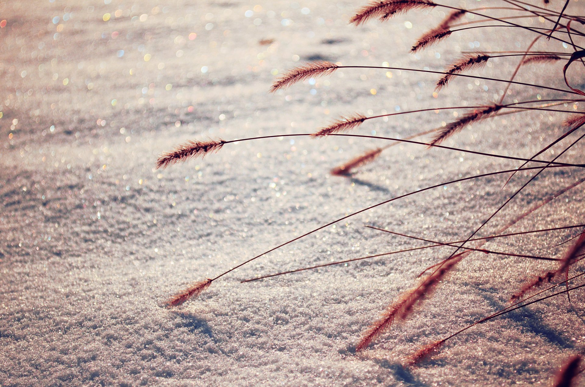 nieve invierno macro