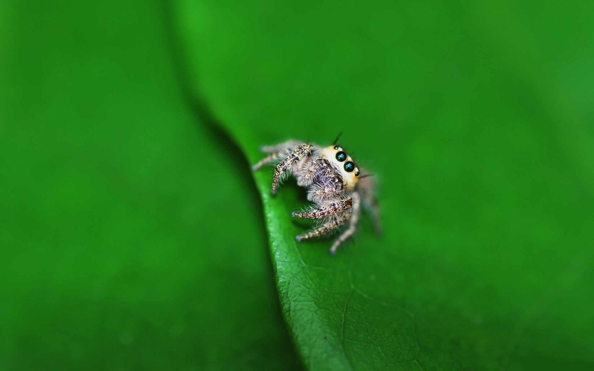 feuille araignée lil araignée gros plan