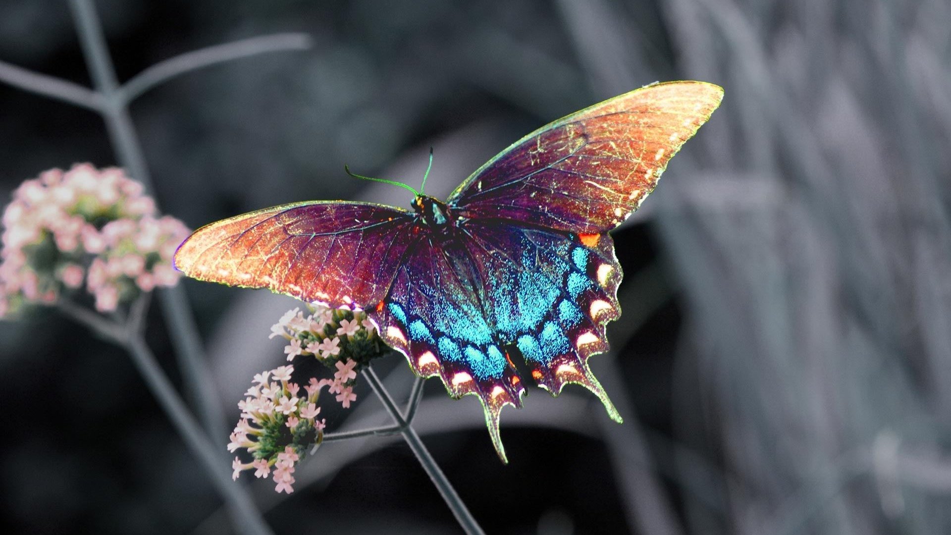 insekt schmetterling blume