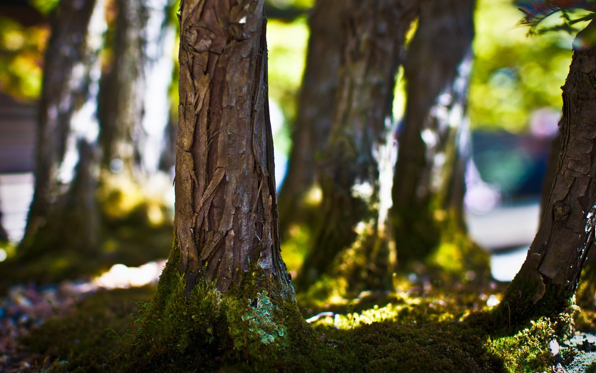 alberi muschio luce macro