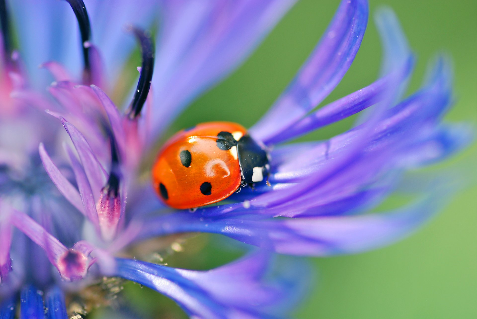 mariquita escarabajo insecto flor azul pétalos naturaleza macro