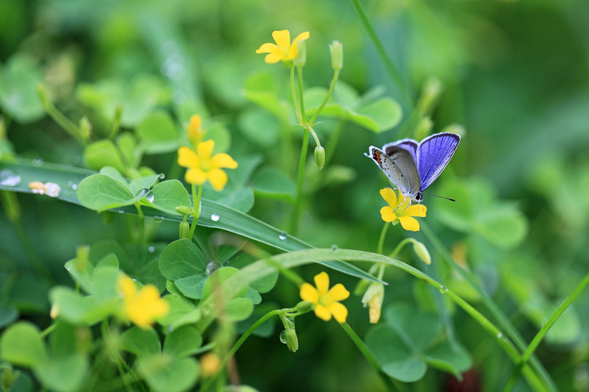 zieleń rośliny koniczyna liście kwiaty żółty motyl owad krople rosa natura makro