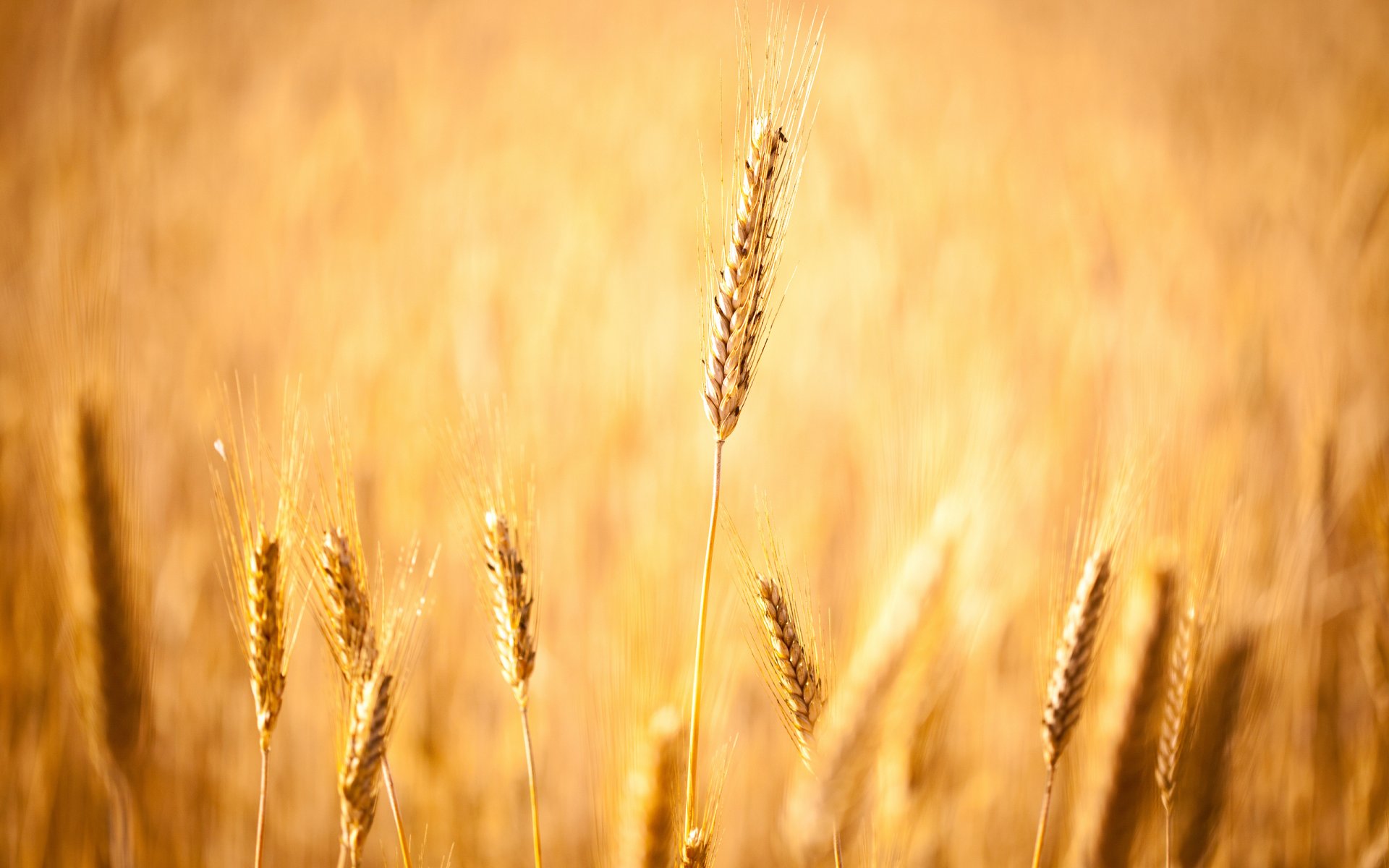 fields jesień fokus makro tapety tapety na pulpit tapety na pulpit najlepsze tapety na pulpit wygaszacze na pulpit tapety panoramiczne tapety panoramiczne tapety wielkoformatowe tapety do pobrania tapety na pulpit za darmo tapety