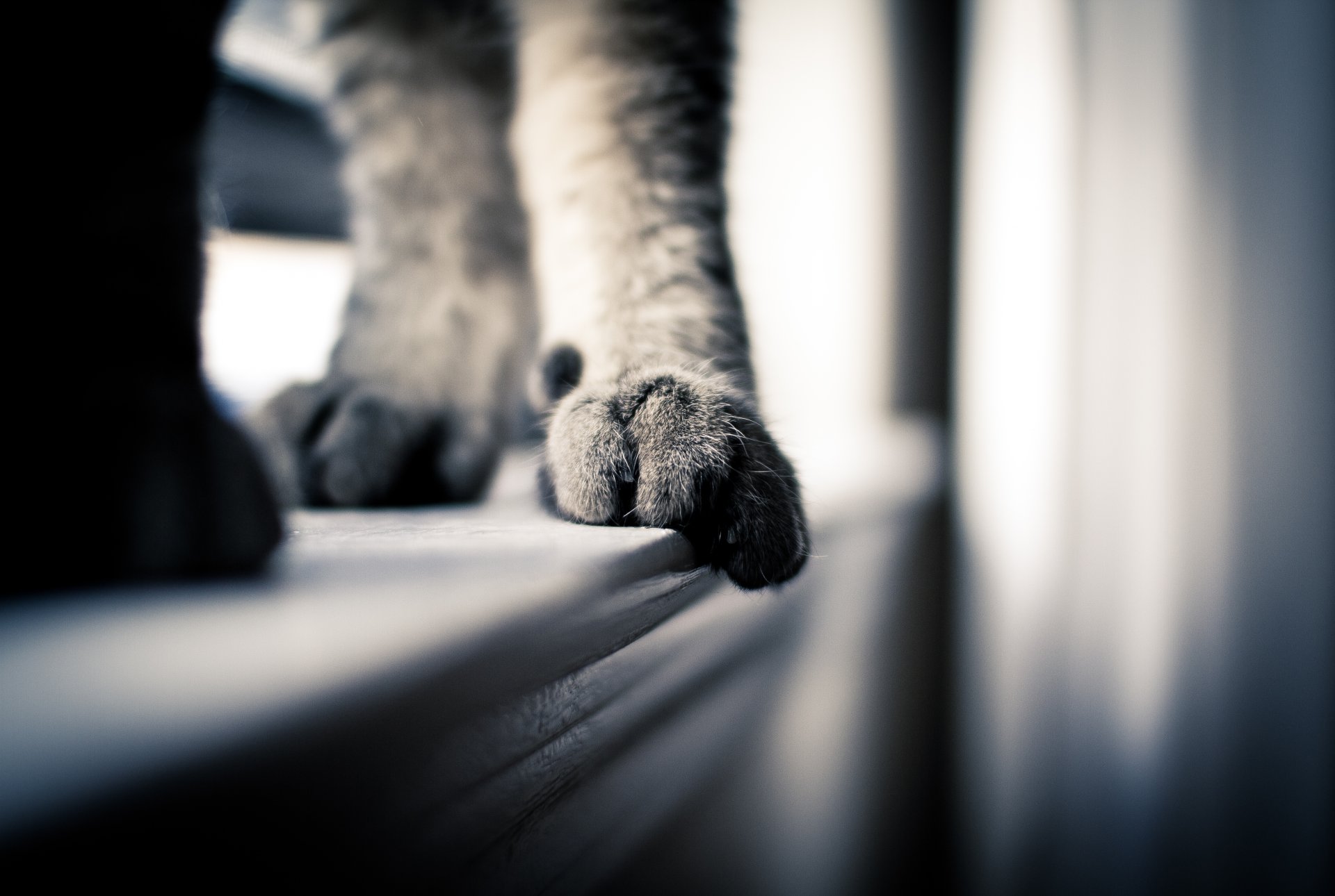 close up cat feet