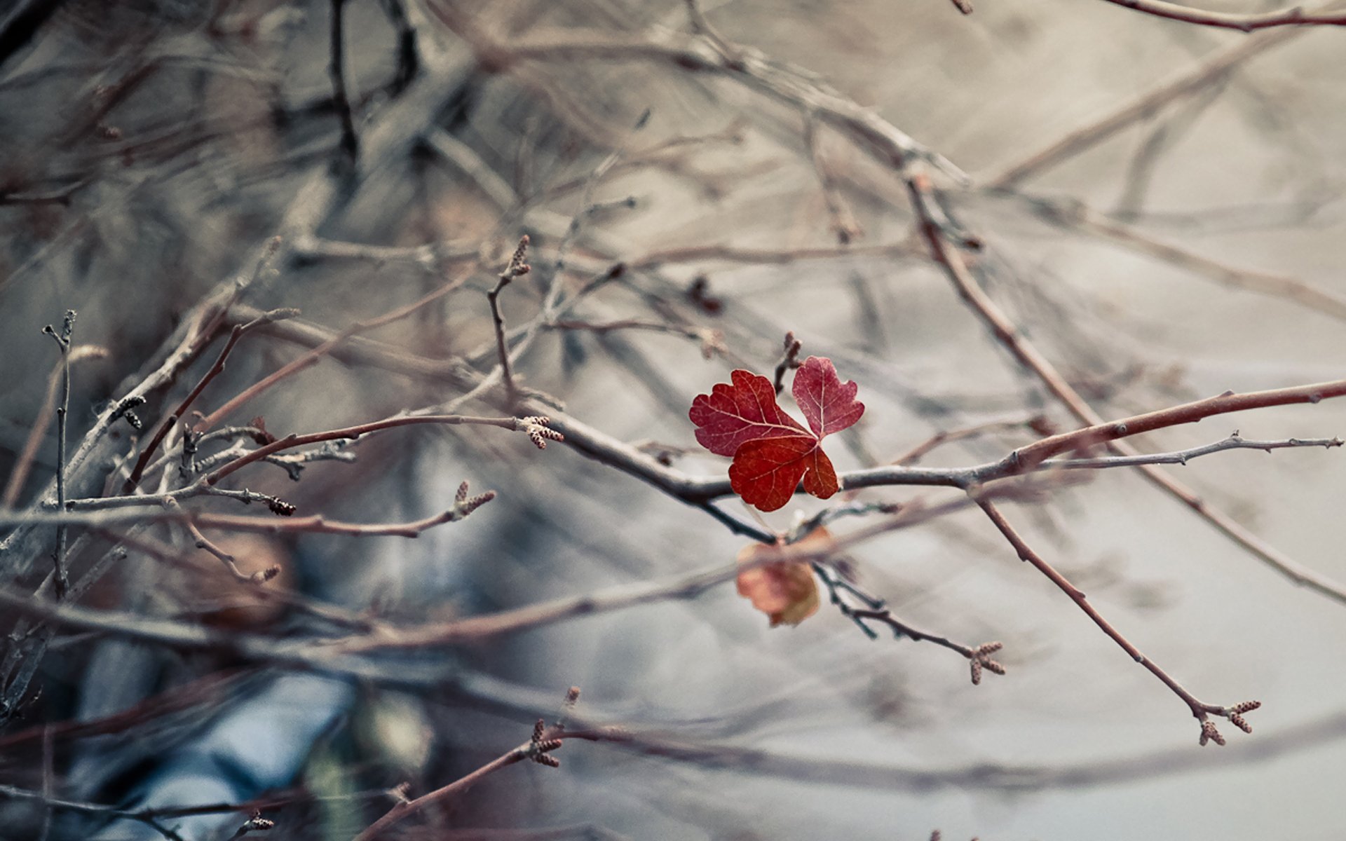 branches feuille automne