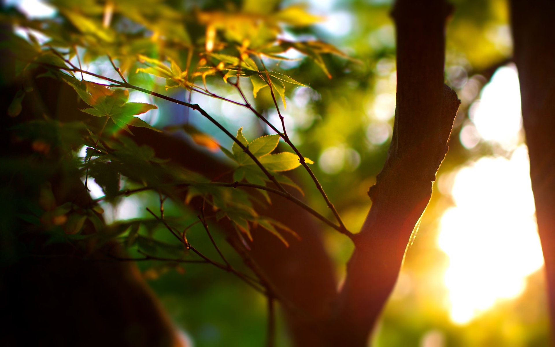 ummer tree trees macro bokeh focus leaves leaves leaves leaf foliage greenery rays sun light mood bark trunk widescreen wallpaper widescreen wallpaper