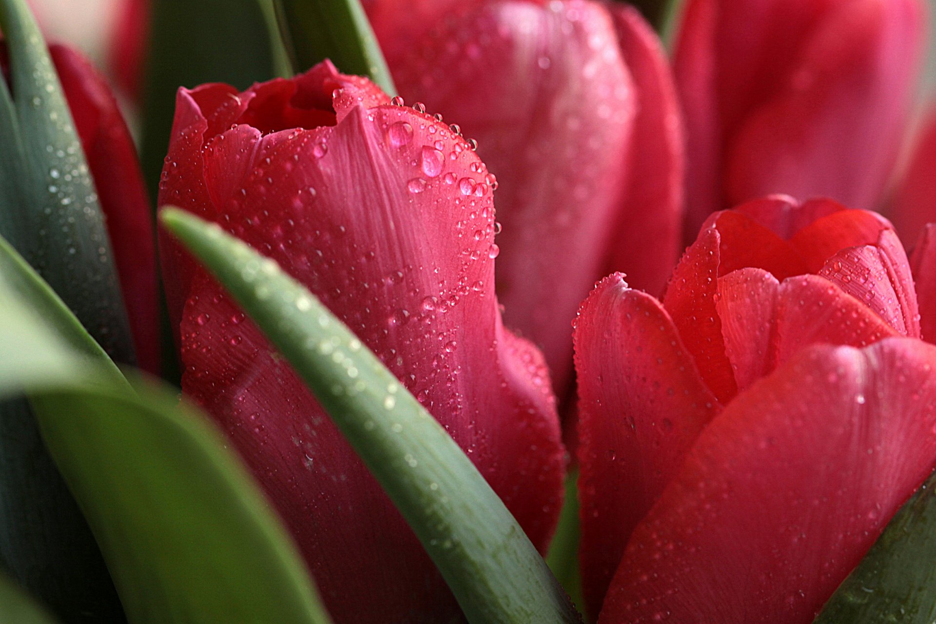 tulip water drop close up flower