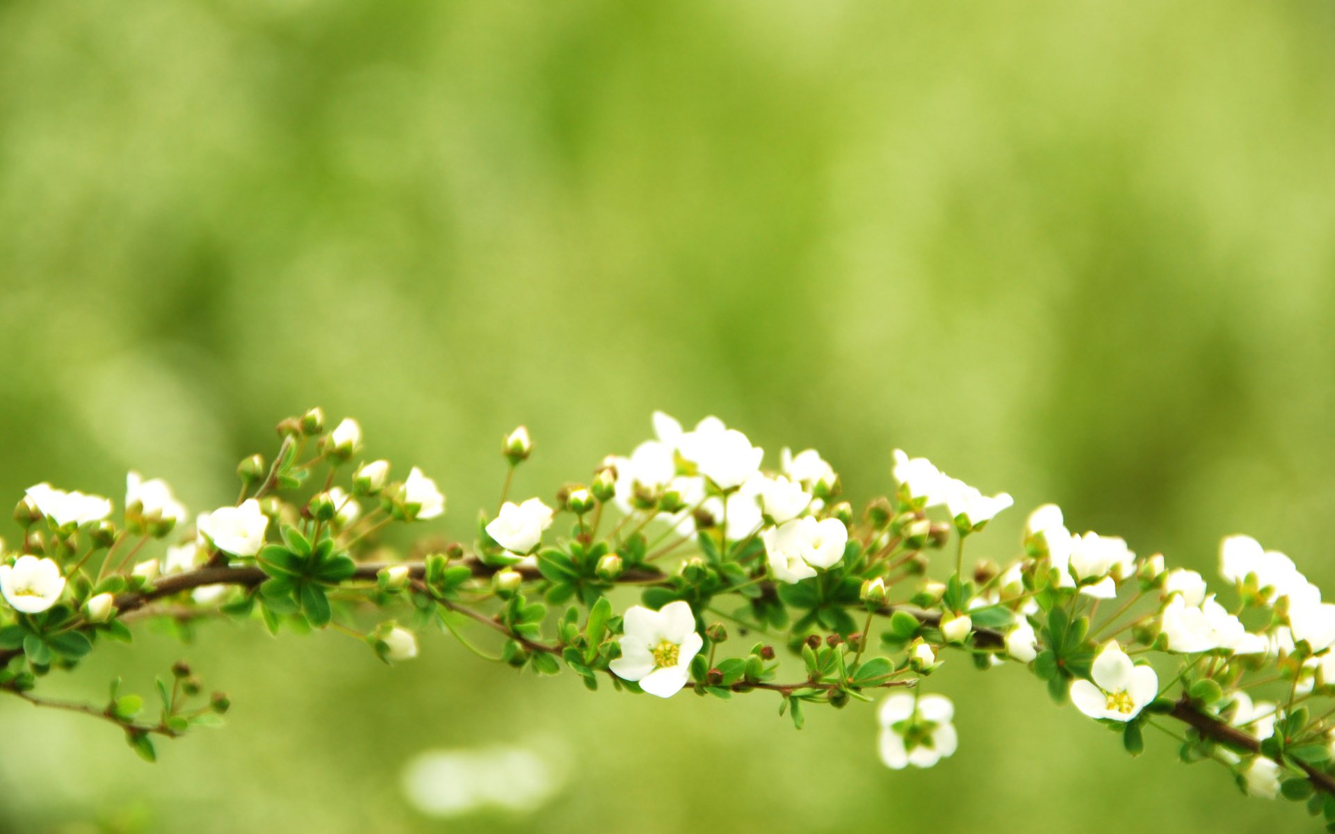 branch branch branches branches flowers flower flowers flowering tree greenery focus green desktop wallpaper desktop wallpaper best desktop wallpapers desktop screensavers widescreen wallpaper widescreen wallpaper widescreen wallpaper uk