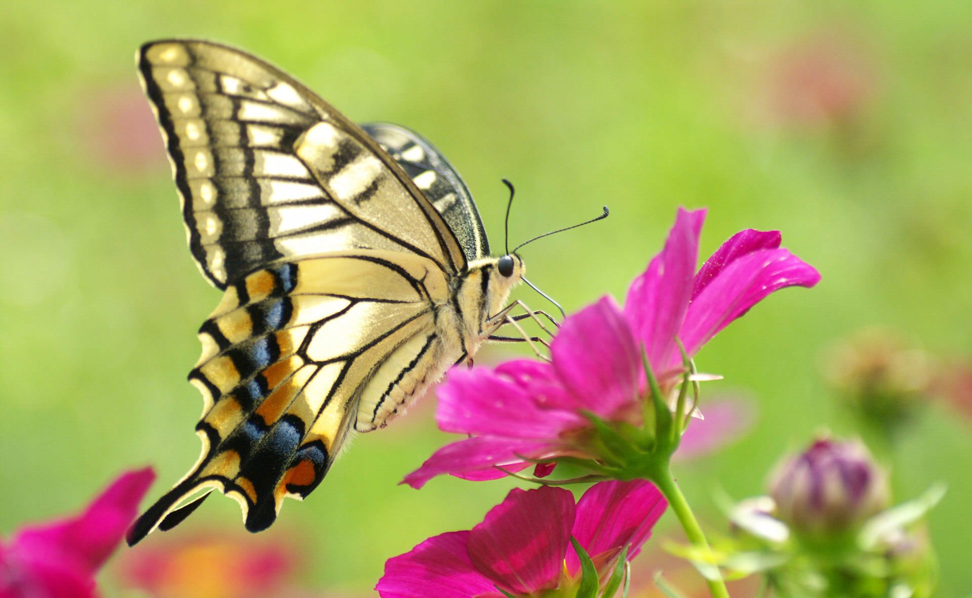 makro schmetterling schön schönheit bunt gelb blume rosa