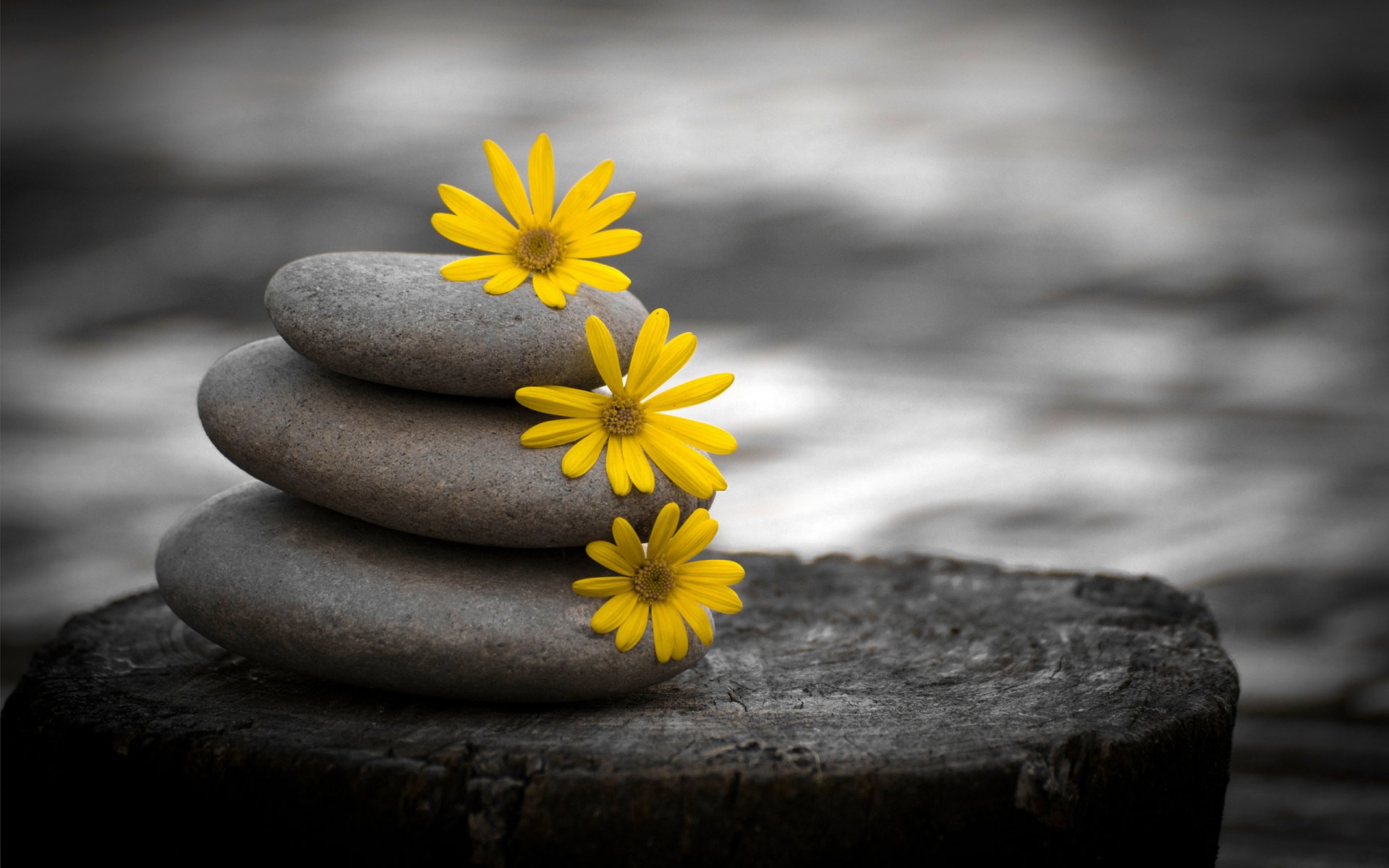 flower yellow stones stump