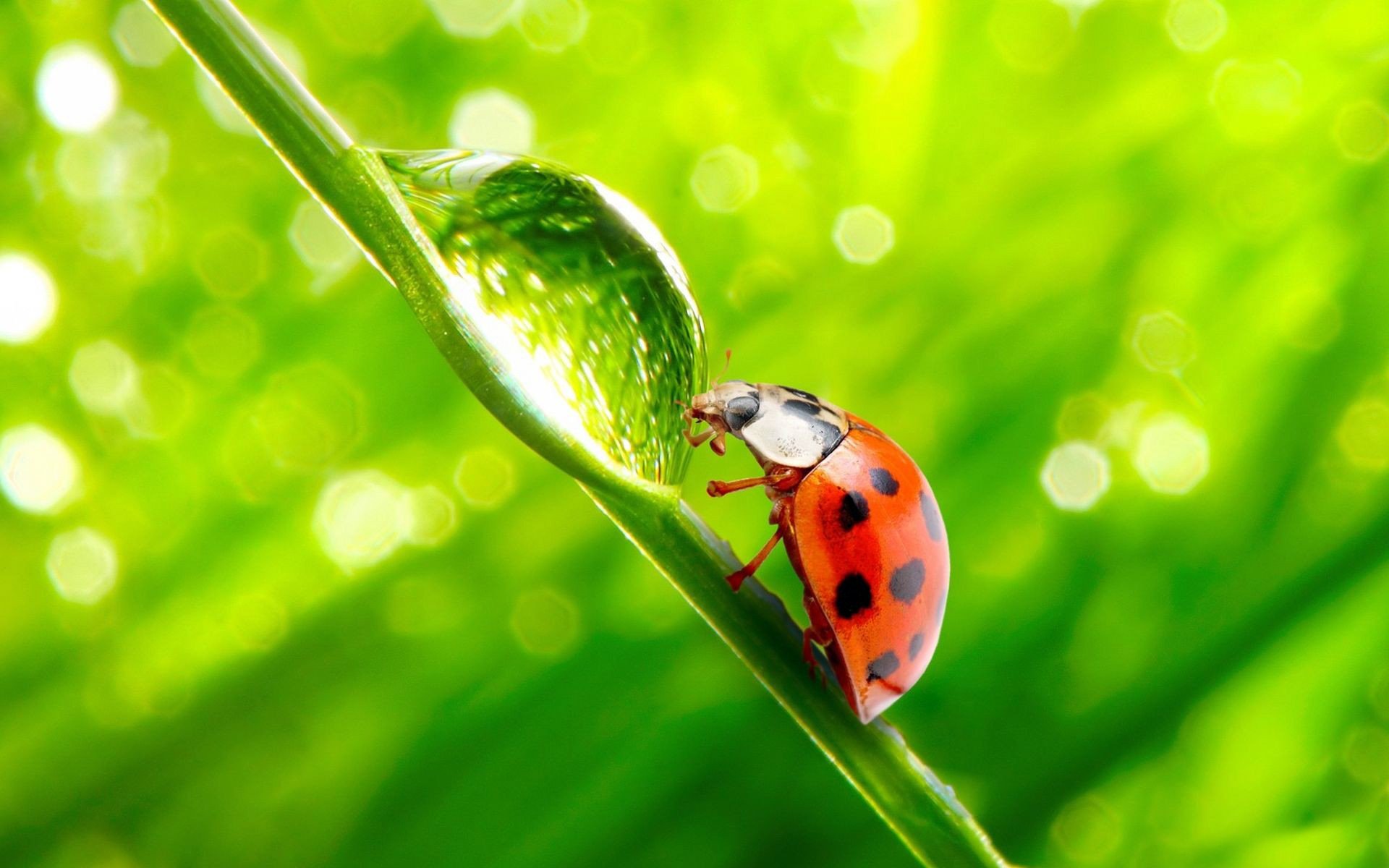 sfondo erba gambo insetto coccinella goccia lente riflessione acqua rugiada