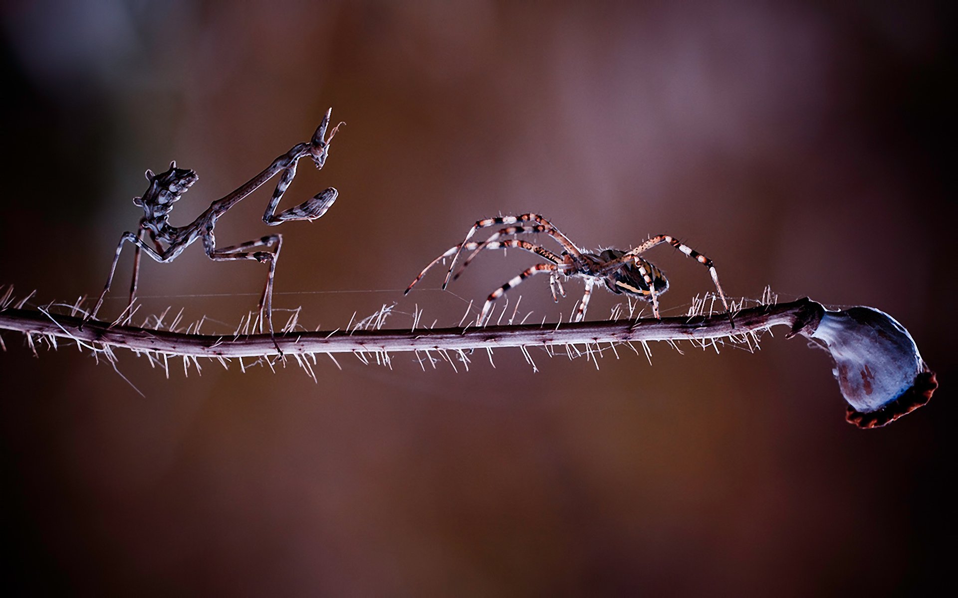 mantis spinne treffen kampf schlacht