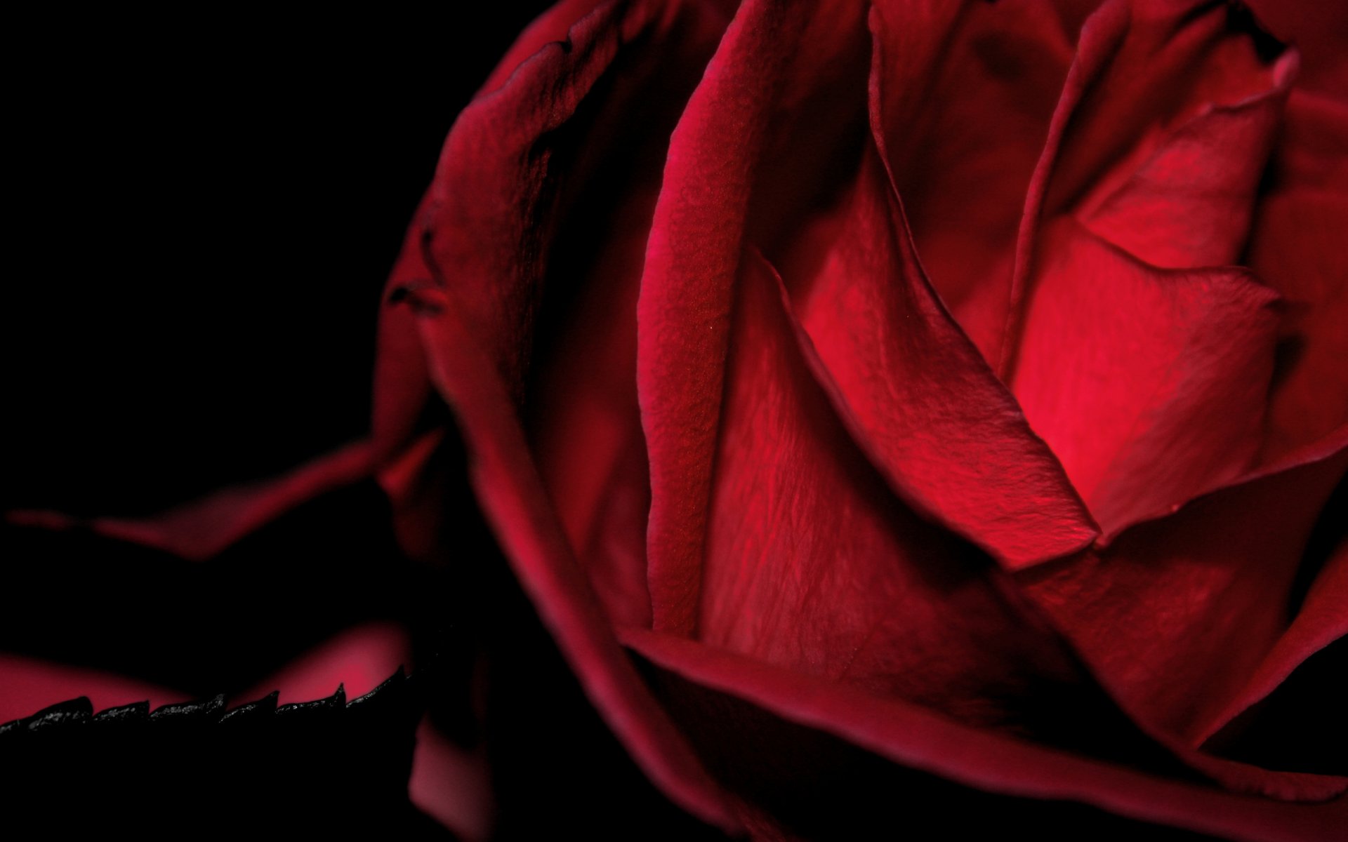 flor rosa rojo macro reina de las flores fondo negro