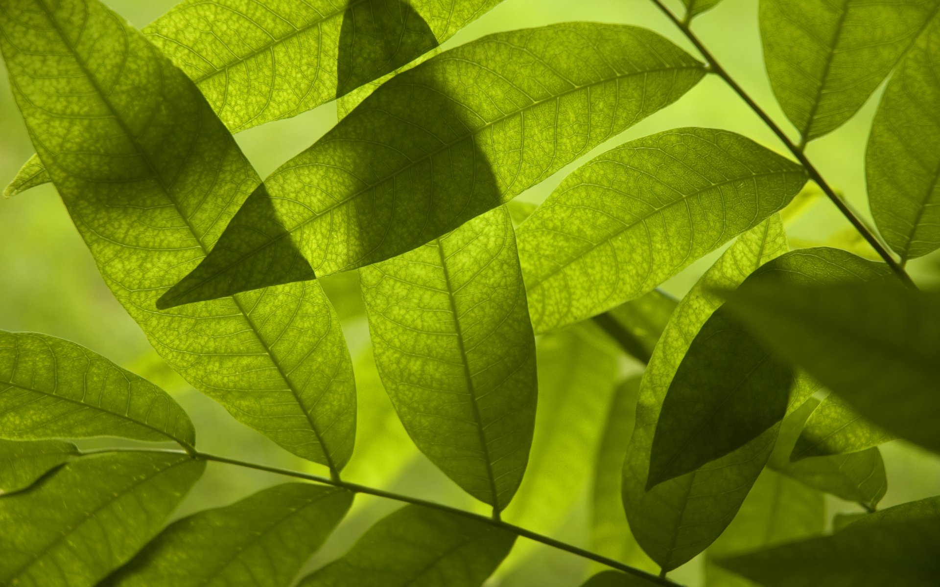 feuillage feuilles feuilles caduques verdure fraîcheur vert vert arbre printemps été fond d écran fond d écran de bureau meilleur fond d écran économiseurs d écran fonds d écran widescreen fonds d écran widescreen fonds d écran widescreen fond d écran de téléchargement