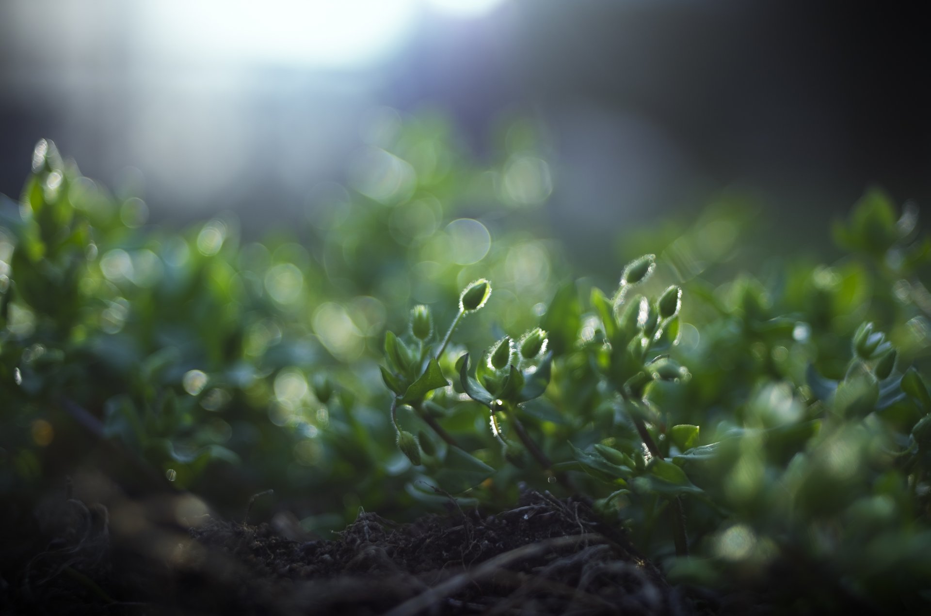 gros plan plantes herbe verdure terre racines nature lumière éblouissement flou