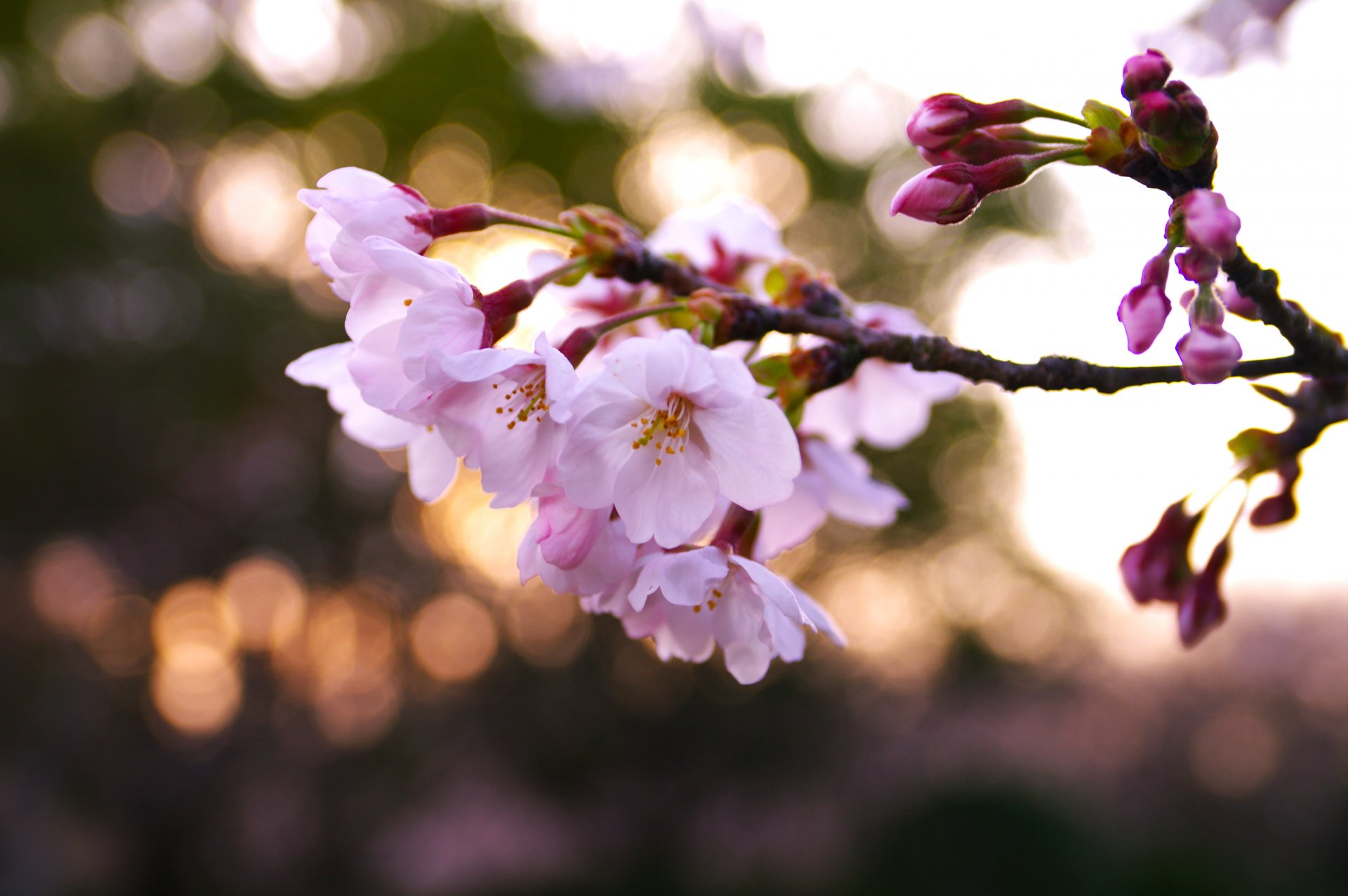 zweig kirsche sakura rosa blumen blütenblätter frühling licht blendung unschärfe makro natur