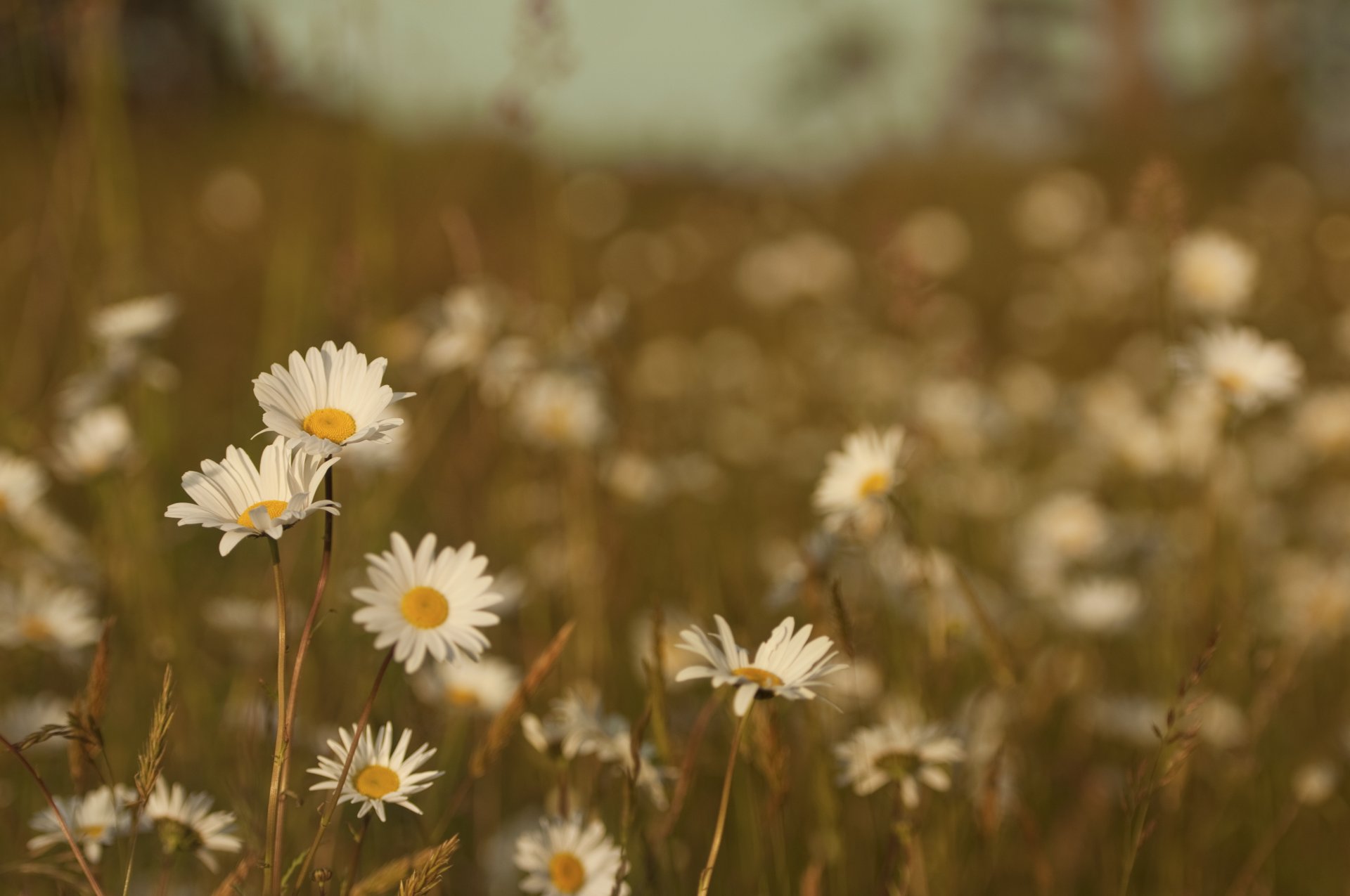 marguerites fleurs herbe pré champ été couleur chaleur nature gros plan plantes