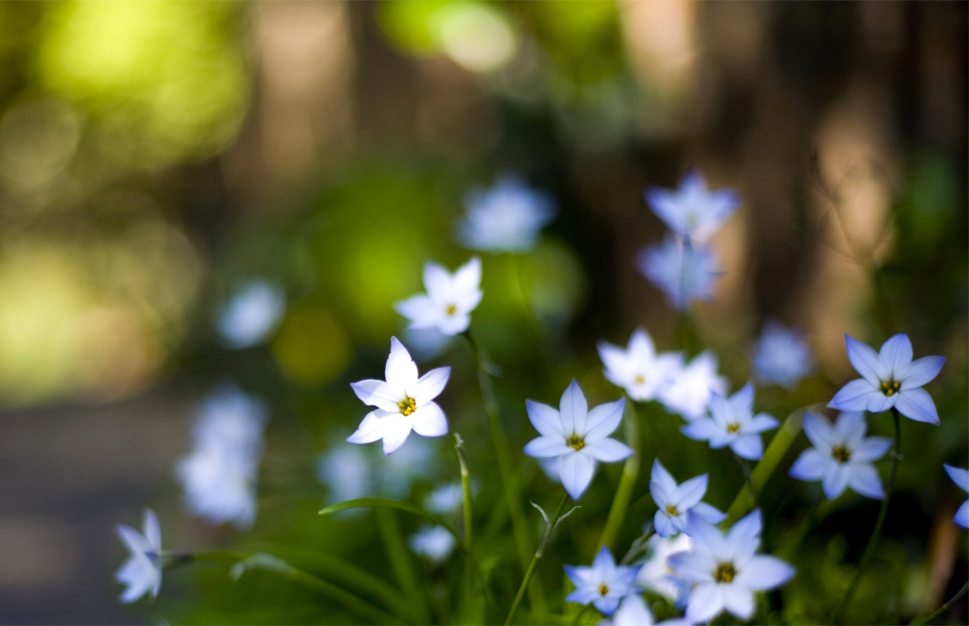 flower blue petals close up blur