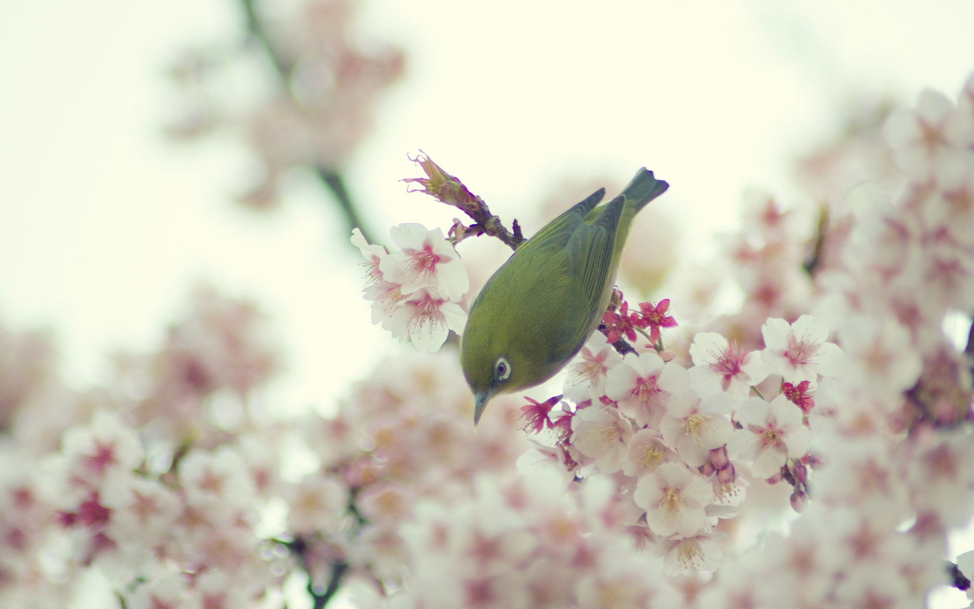 uccello fiori di ciliegio fiori primavera