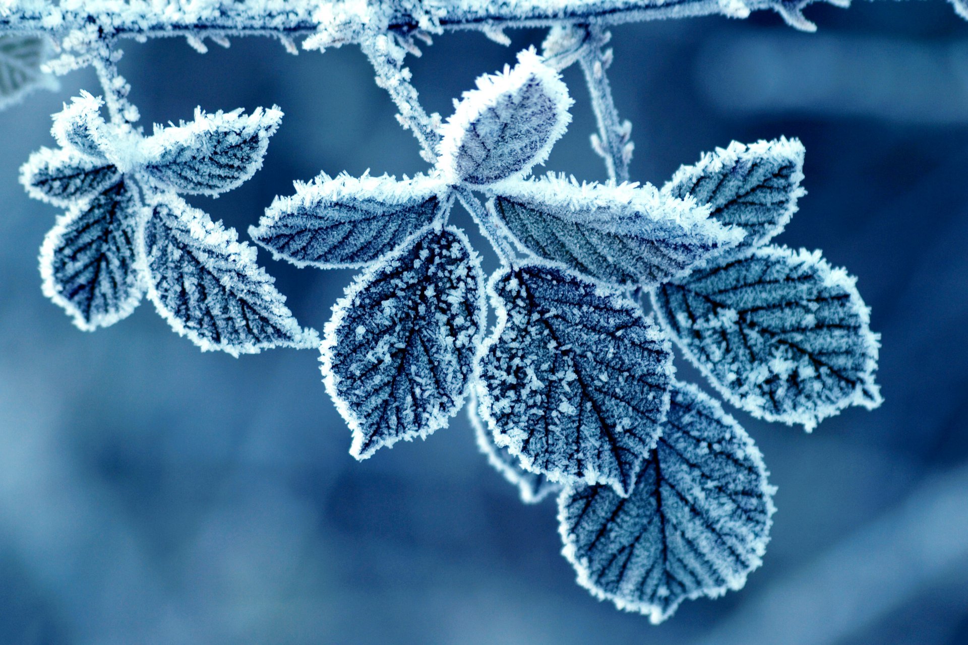 leaves rose frost frost pattern winter morning