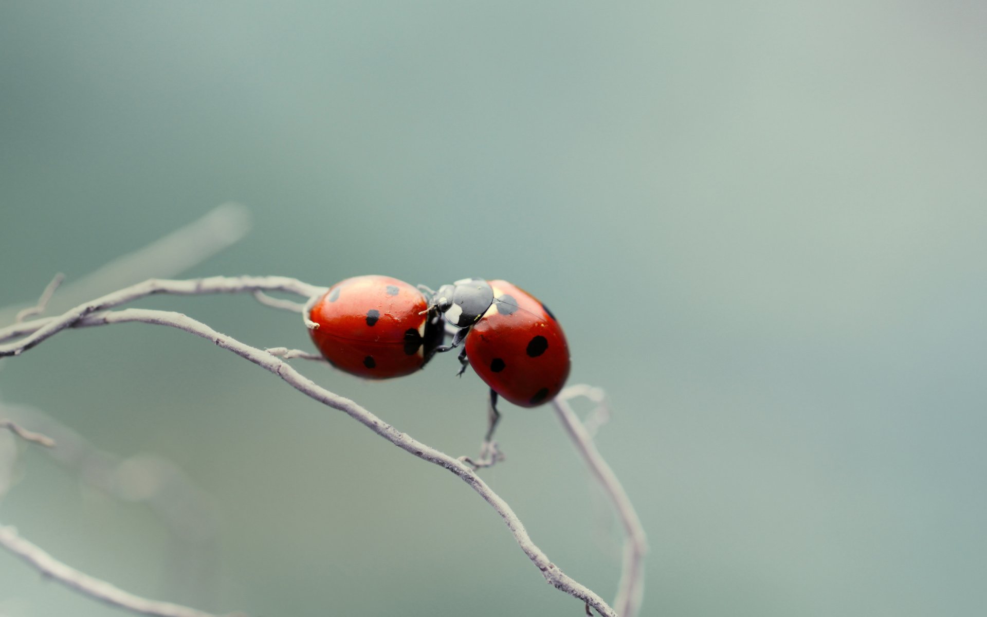 coccinelle coccinelle ramo macro