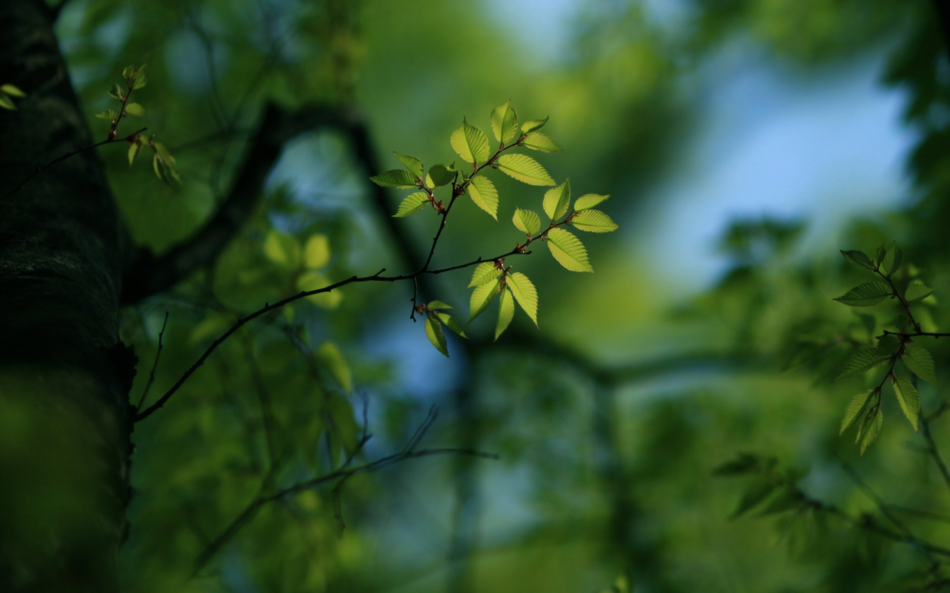 ramas ramas bokeh desenfoque enfoque bokeh fondo de pantalla fondo de pantalla verde hojas de papel tapiz hoja de papel tapiz fondo de pantalla mejor fondo de pantalla fondos de pantalla fondos de pantalla panorámica fondos de pantalla panorámica pantalla panorámica