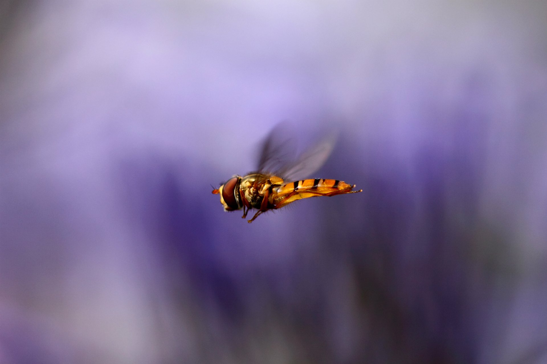 insect wings flight close up blur purple background