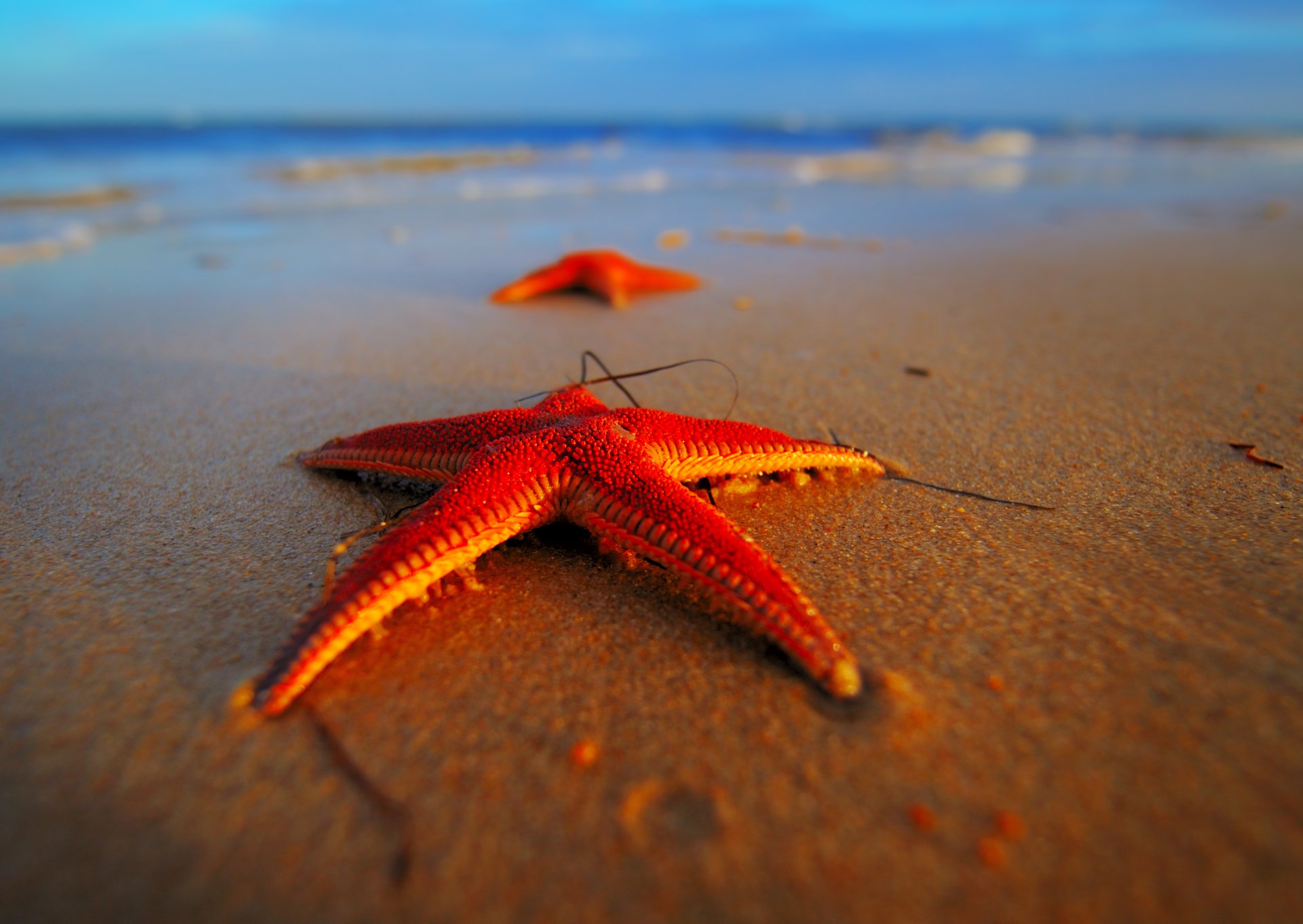 macro rojo estrellas mar playa