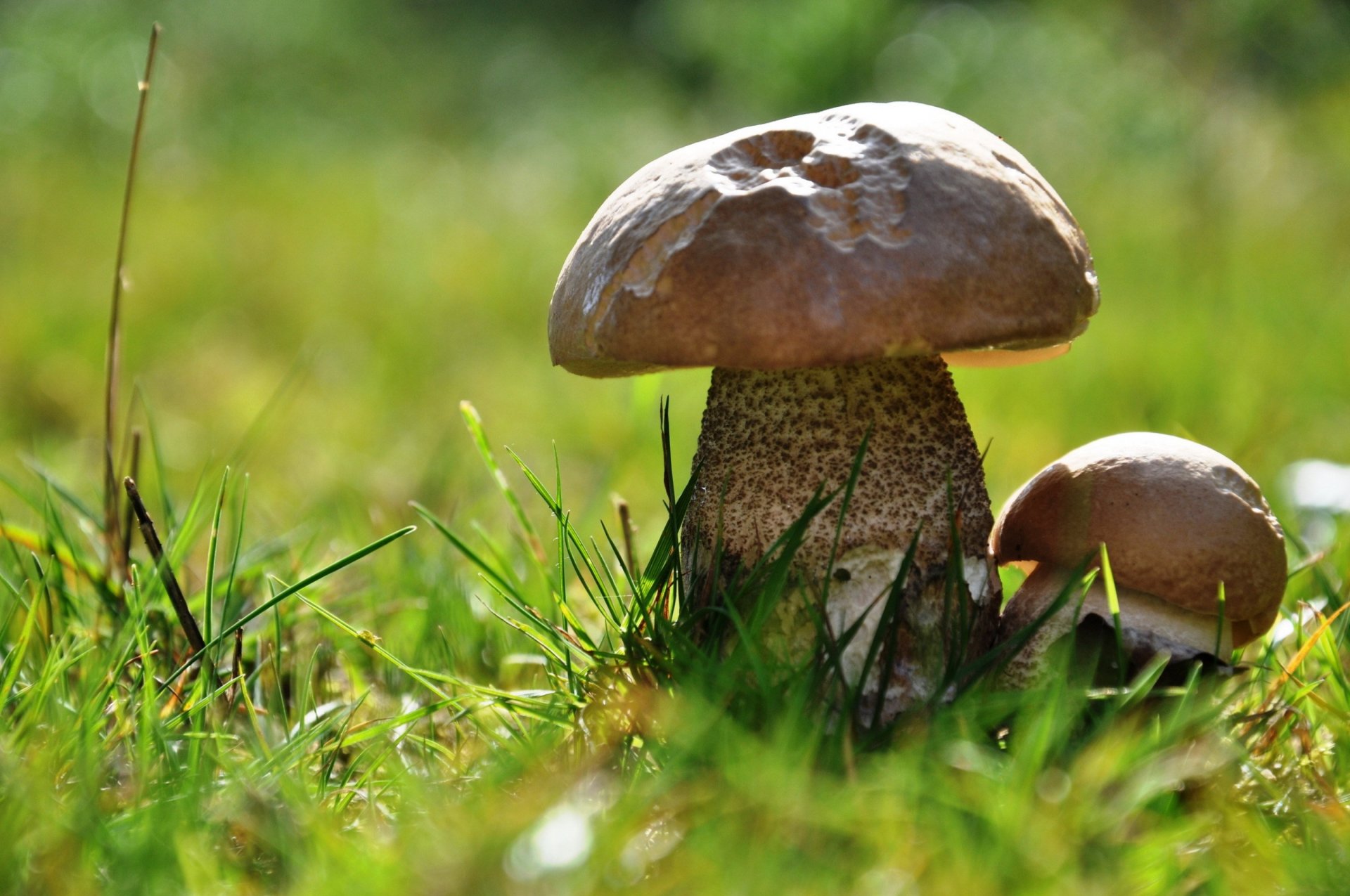 mushroom mushrooms grass close up bokeh cap leg