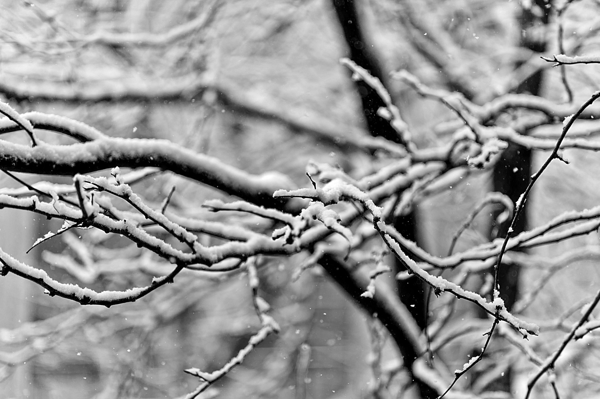 gros plan branches neige hiver noir et blanc photo