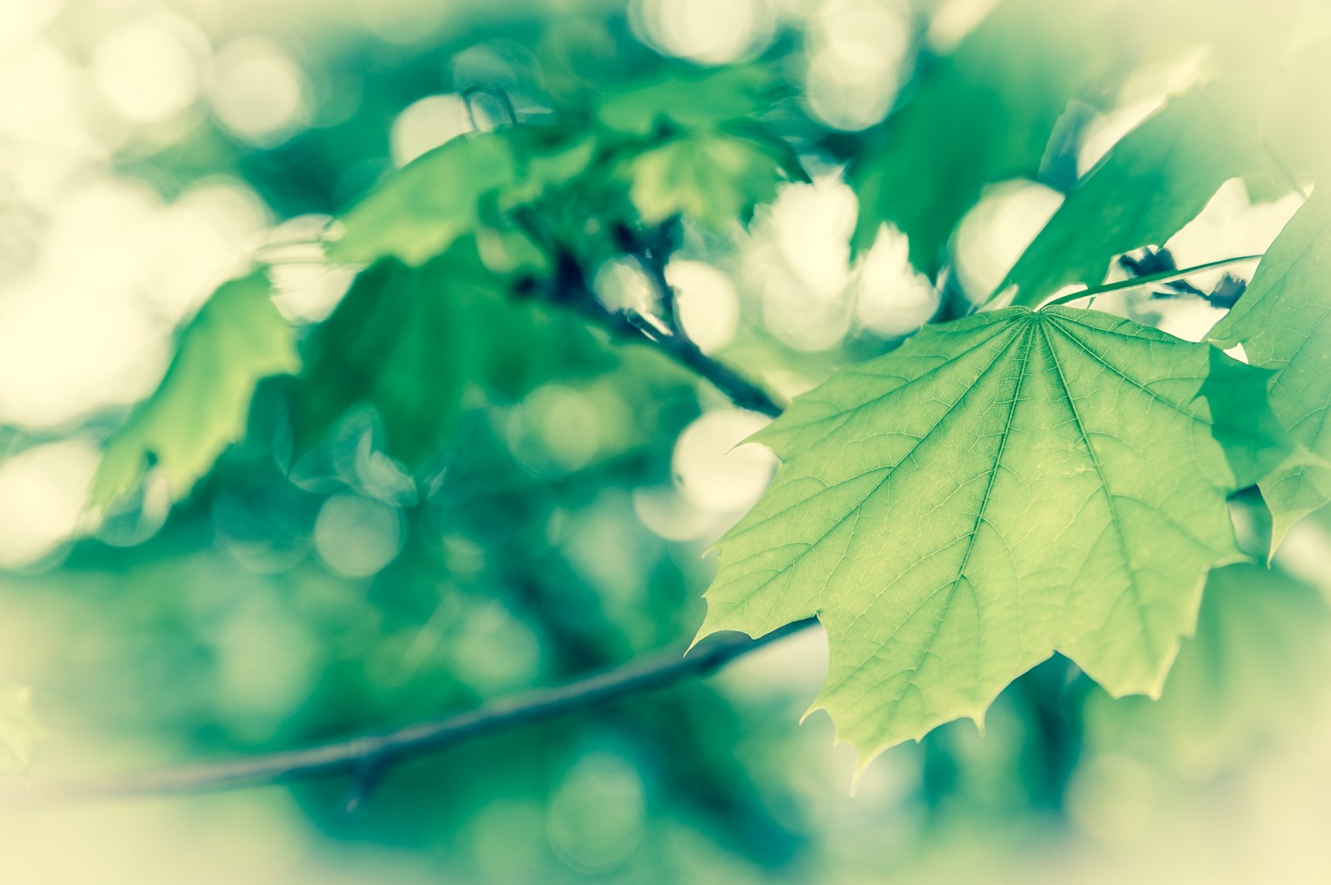 gros plan printemps feuillage vert vanille