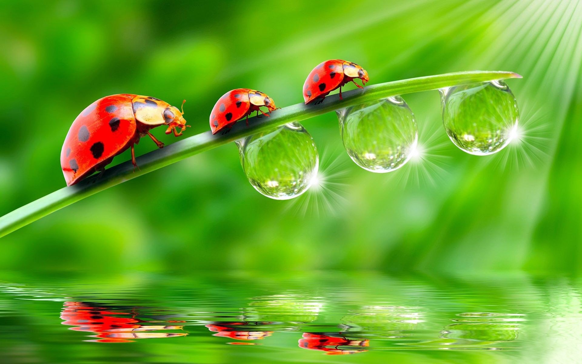 hintergrund stamm marienkäfer trio drei oberfläche reflexion wasser tropfen tau licht strahlen