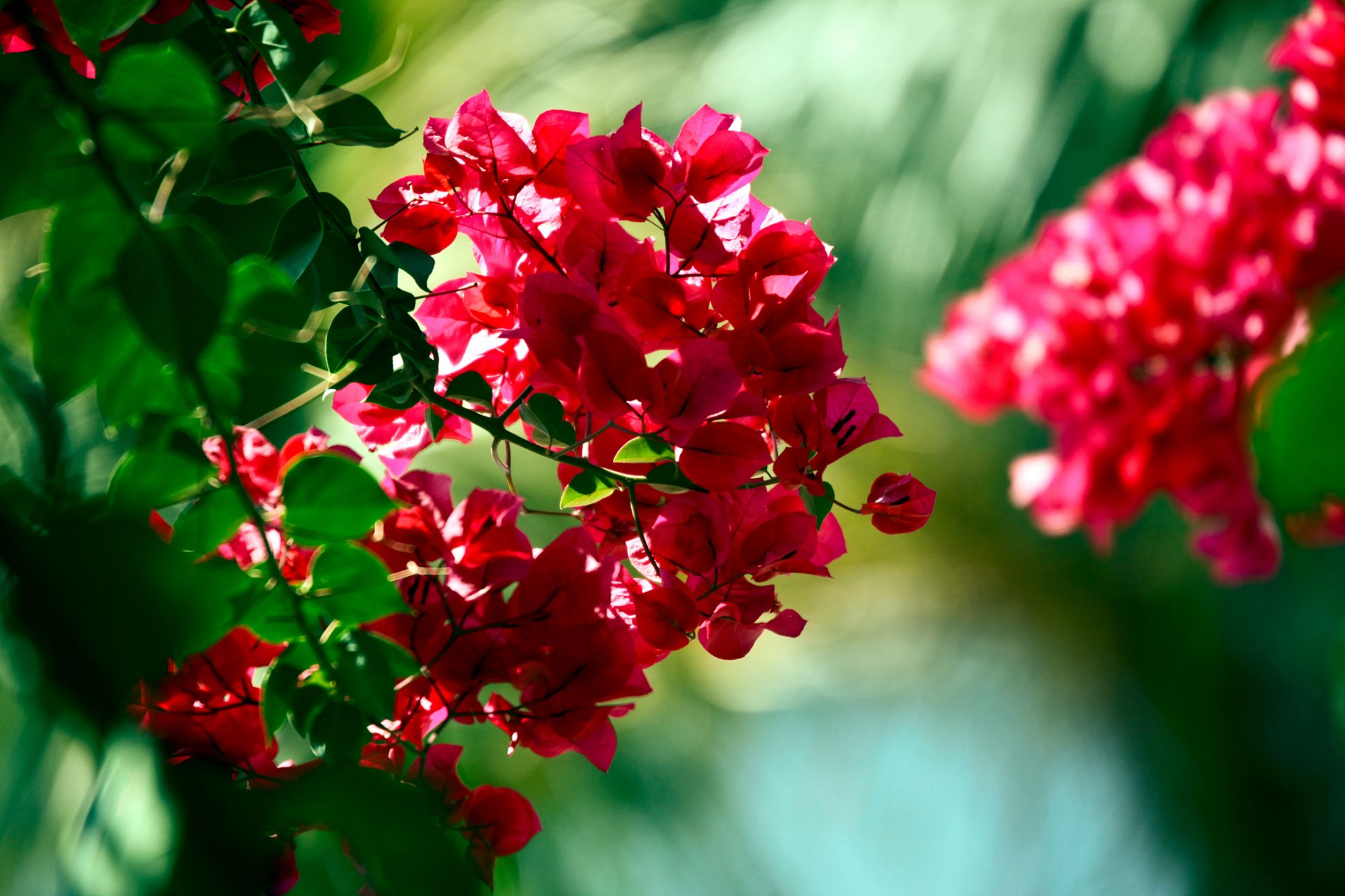 bougainville rama rojo verde flores macro bokeh bokeh fondo de pantalla