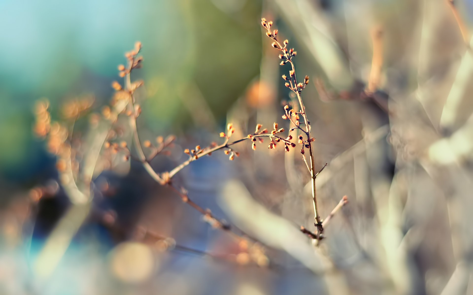 ramoscelli natura primavera messa a fuoco sfocatura bokeh