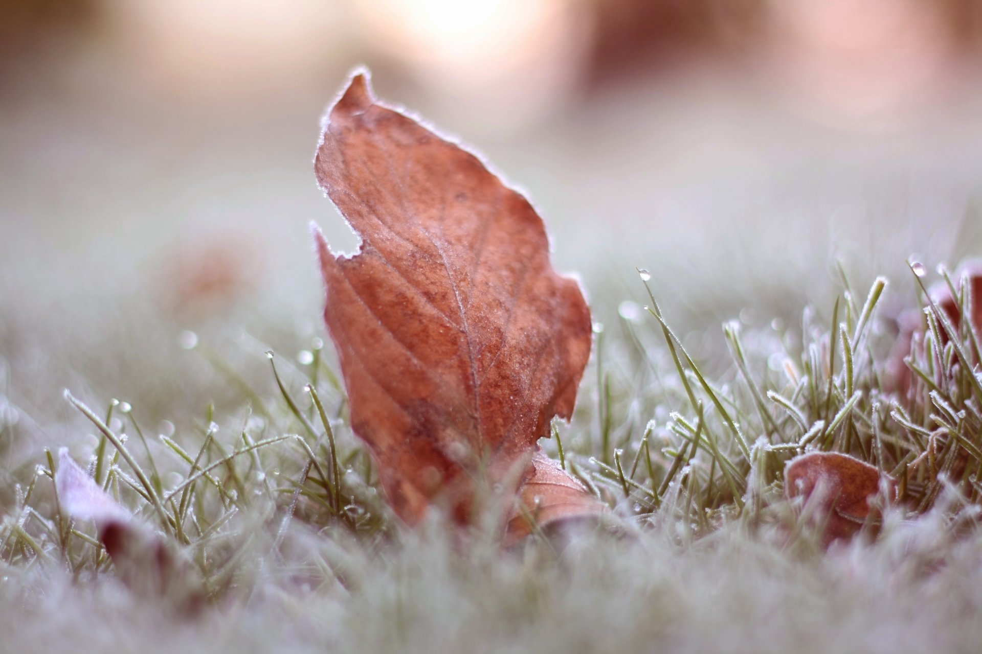 gros plan givre herbe feuille