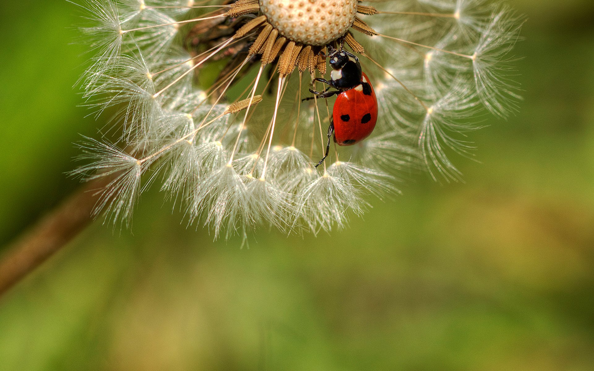 close up dandelion beetle ladybug