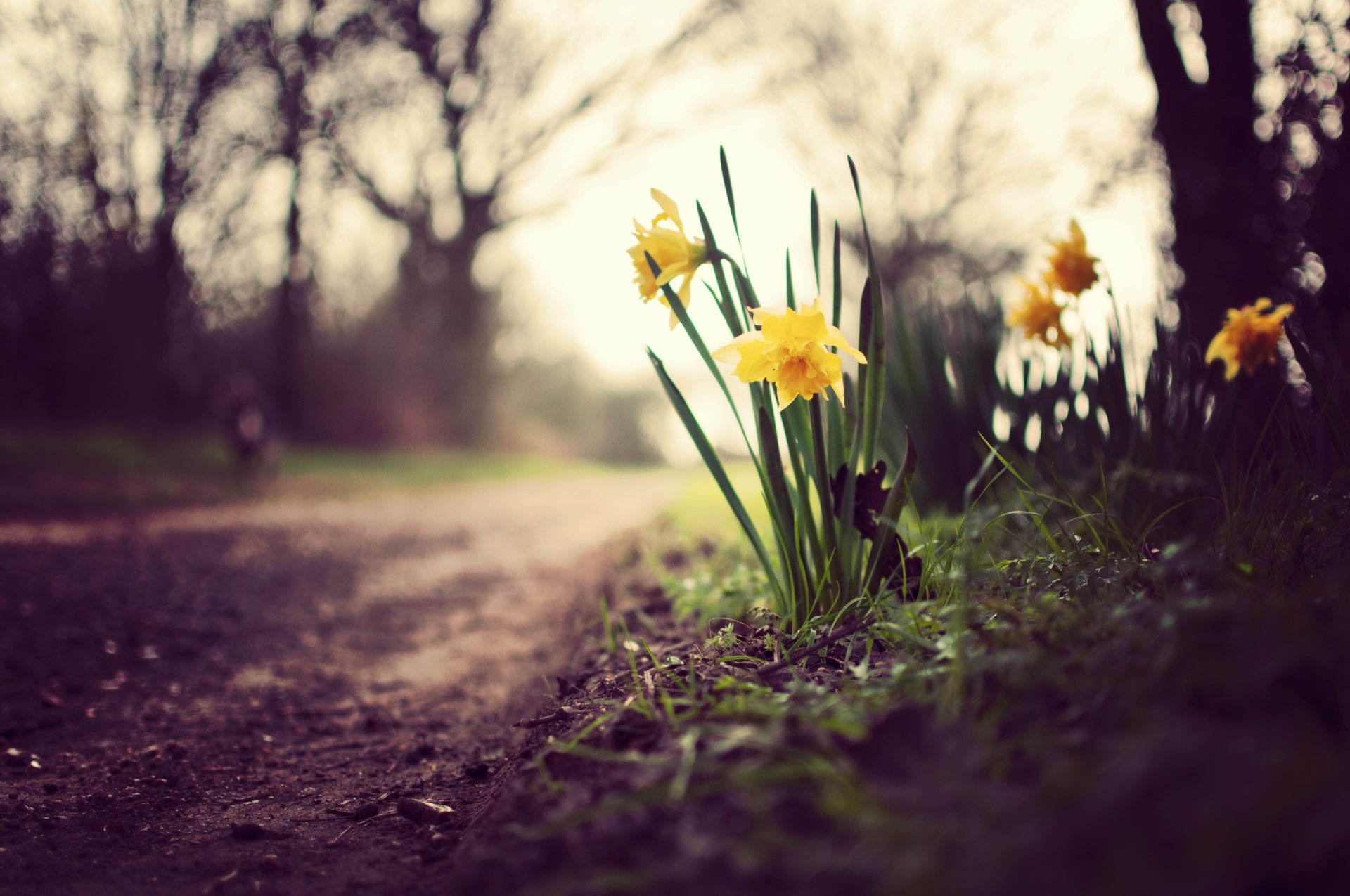 narzissen blumen gras pflanzen grüns blätter erde gehweg weg bäume zweige himmel unschärfe natur frühling makro