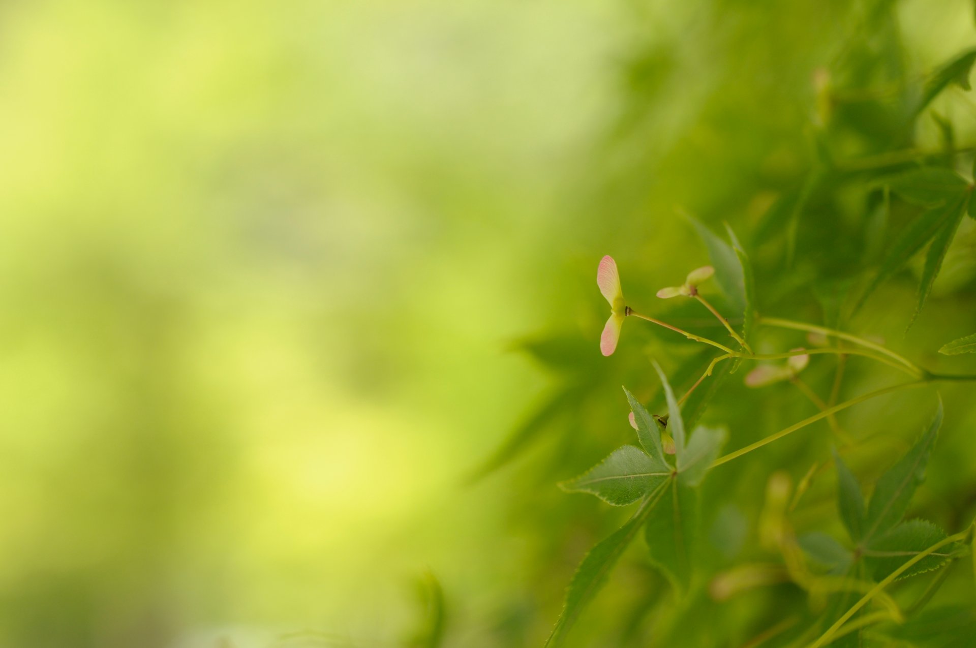 blätter pflanze natur makro grün grün farbe unschärfe hintergrund