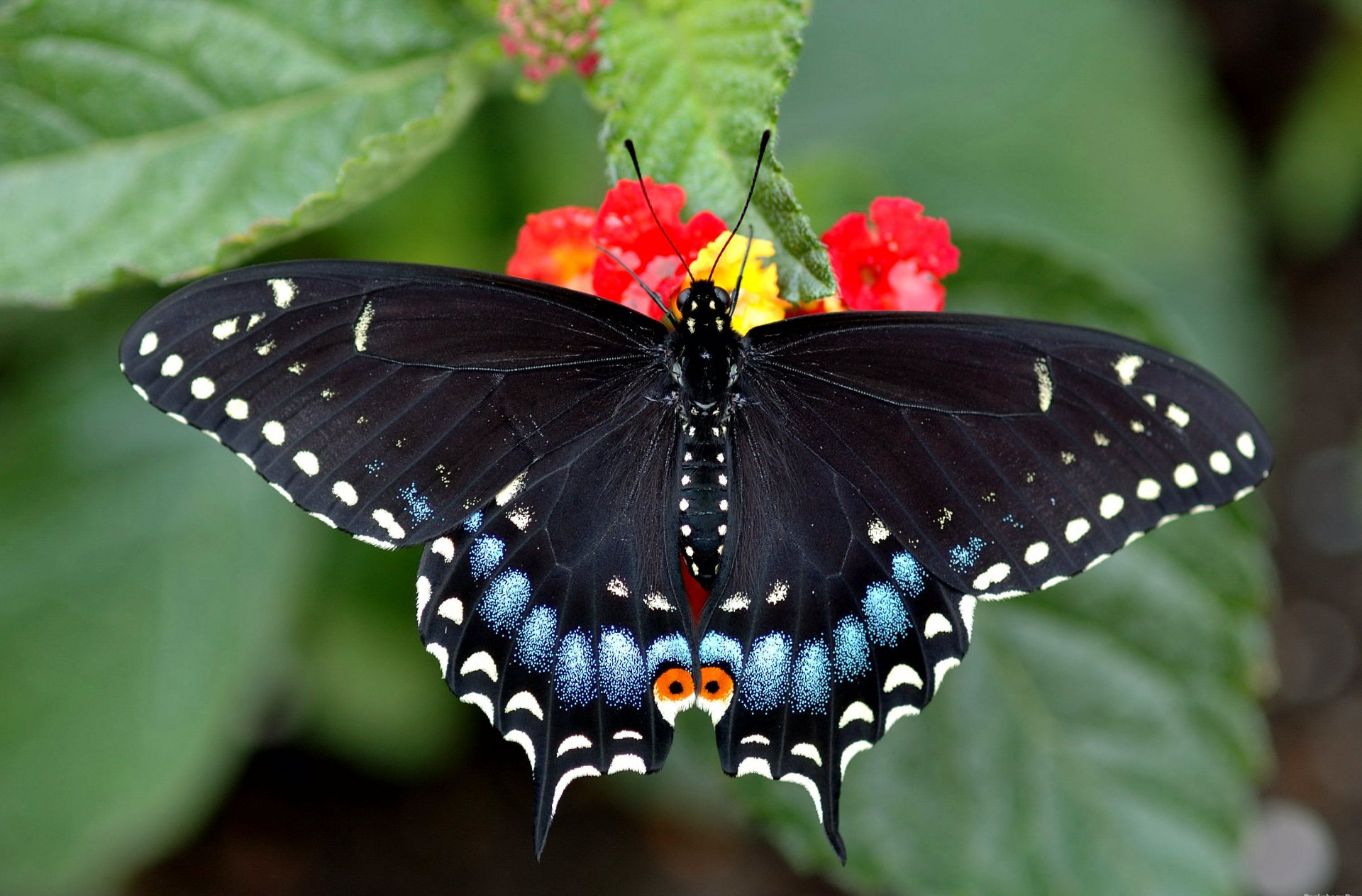 motyl jasny piękny machaon siedzi na kwiatku różowym