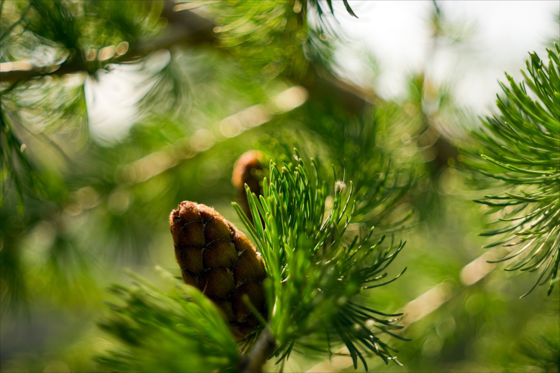 natur fichte makro zweig kegel bokeh