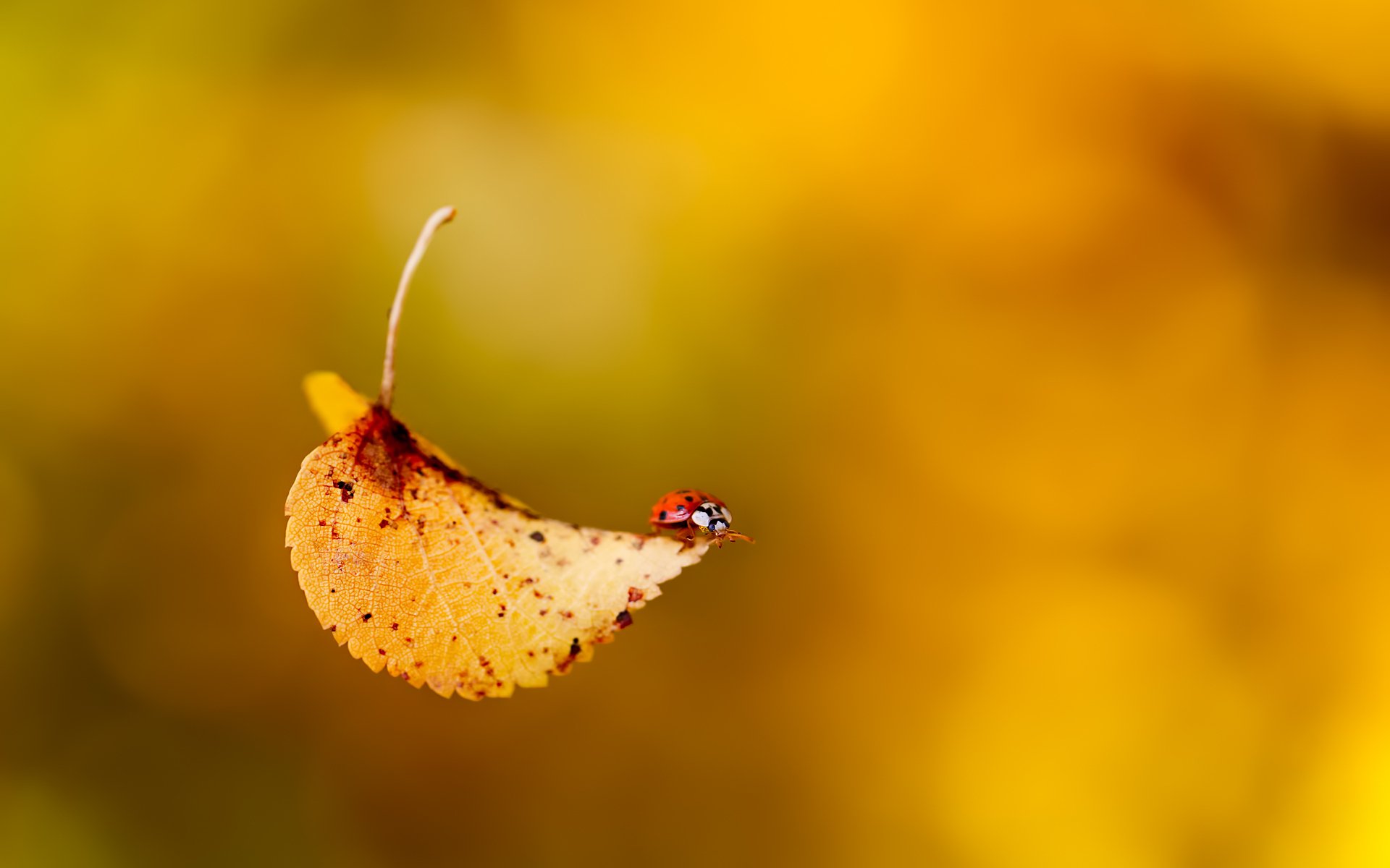 coccinella scarabeo insetto foglia caduta autunno