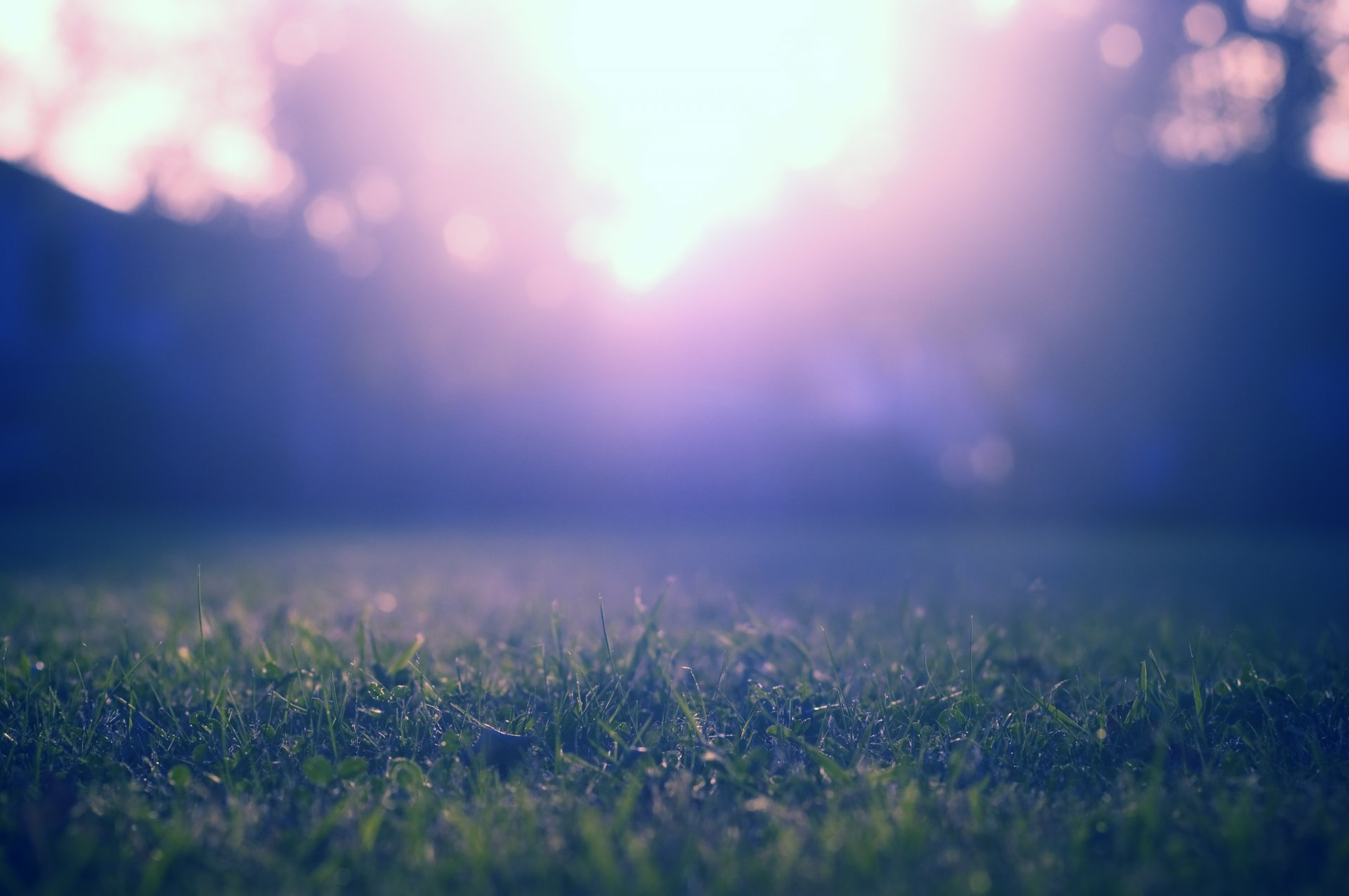 gras rasen rasen bäume grün blau lila farbe licht blendung strahlen natur makro