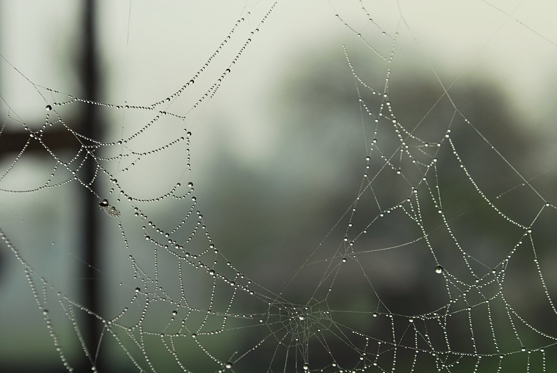 pider web rosa drops close up of the hole hole porvatov