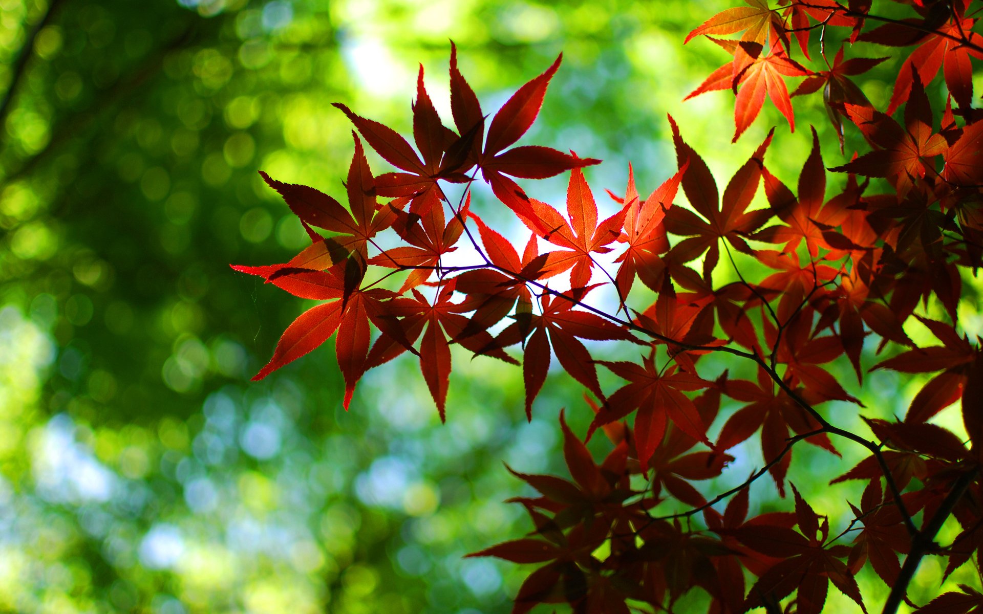 makro wallpaper natur rot grün bokeh wallpaper blätter tapete blatt tapete herbsttapete herbst tapete desktop-hintergrund beste hintergrundbilder bildschirmschoner widescreen wallpaper weitwinkeltapete weitwinkeltapete weitwinkeltapete herbsttapete herbsttapete herbsttapete herbsttapete desktop-hintergrund beste hintergrundbilder bildschirmschoner breitbildtapete weitwinkeltapete