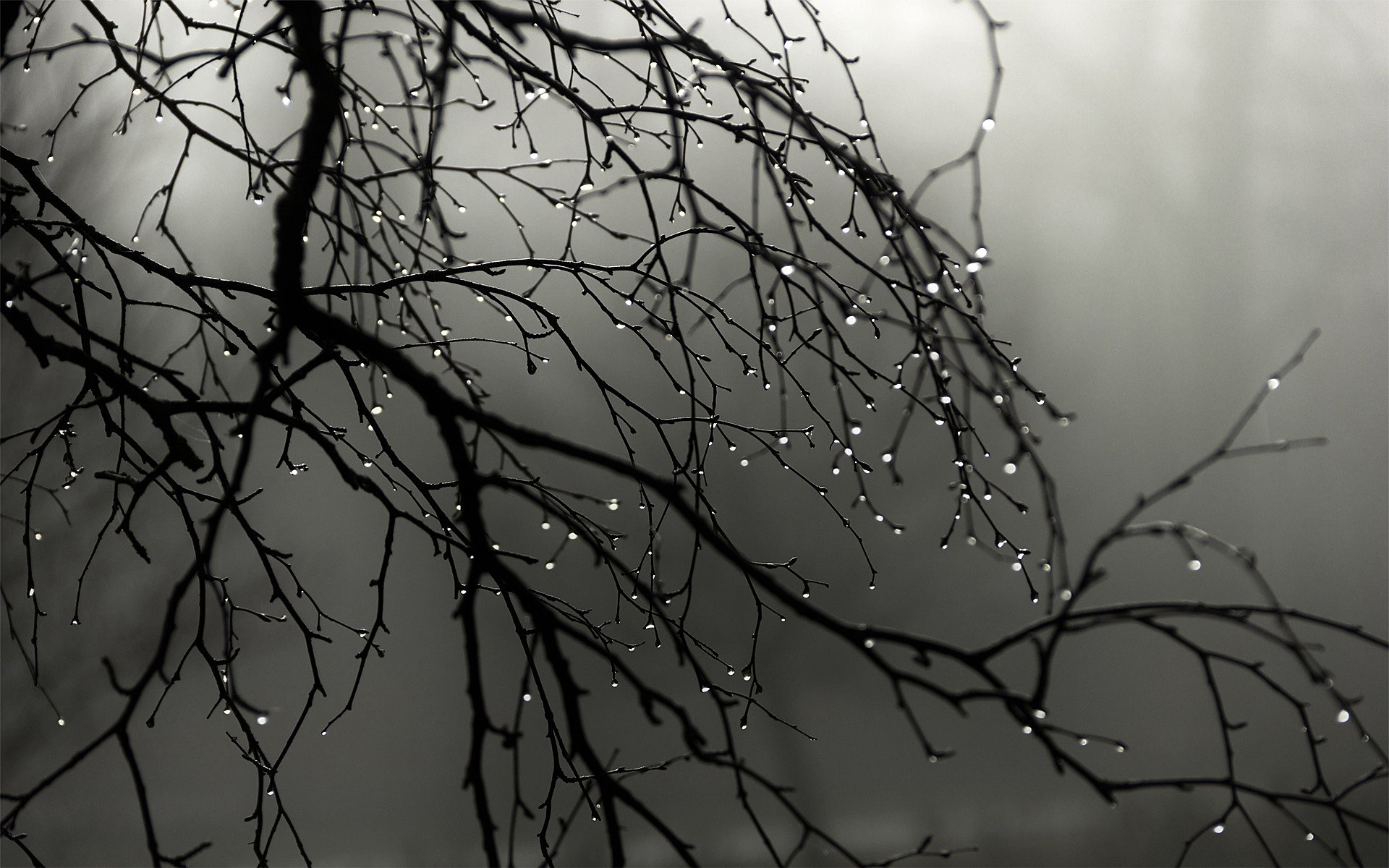 rain drops branch fog