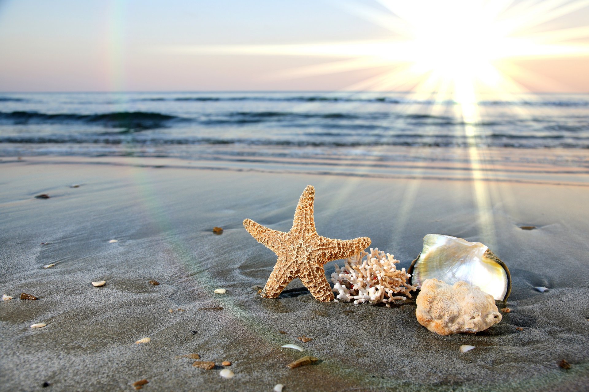 muszle rozgwiazda morze ocean fale woda piasek plaża brzeg surfowanie niebo chmury horyzont